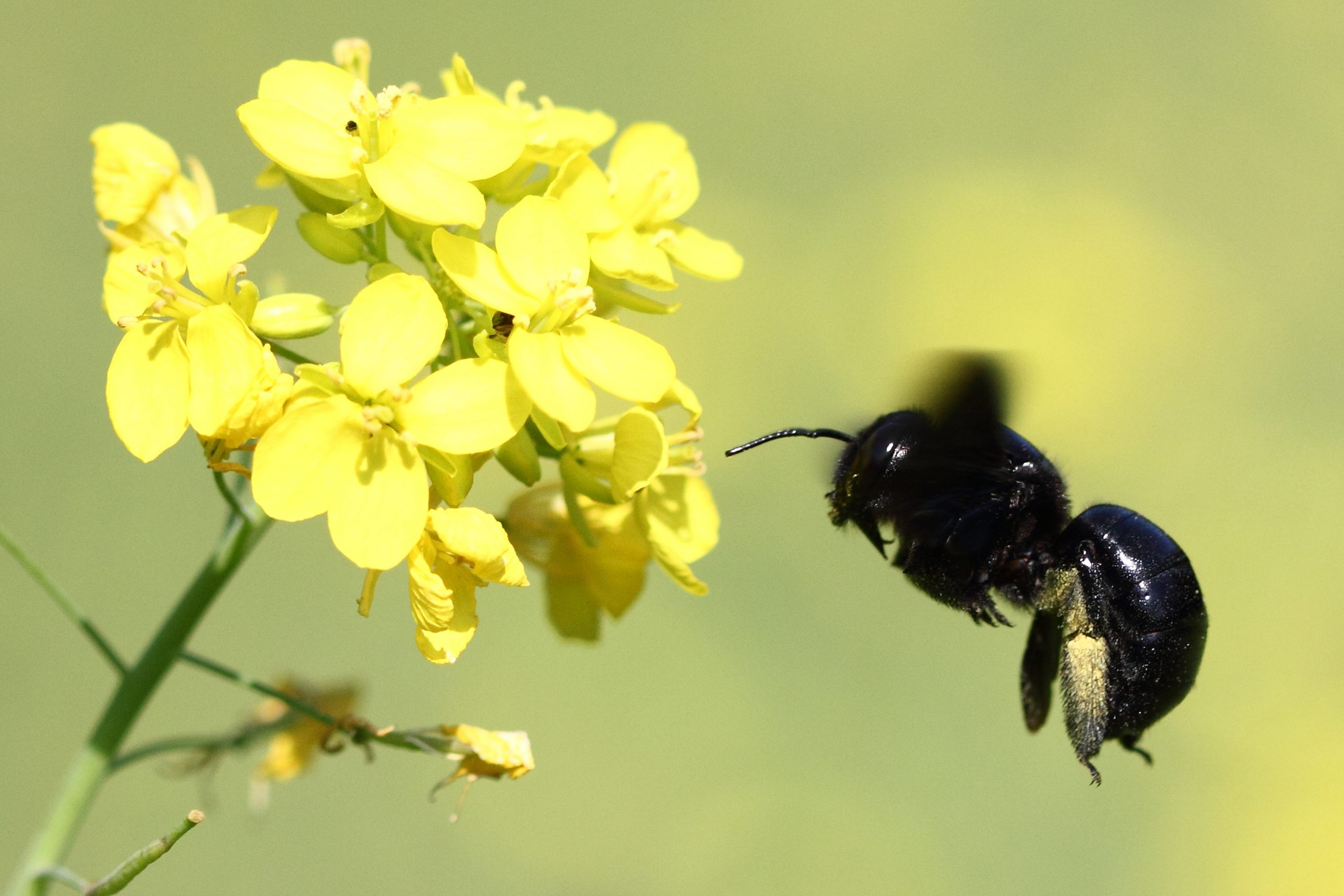 A carpenter bee hovering