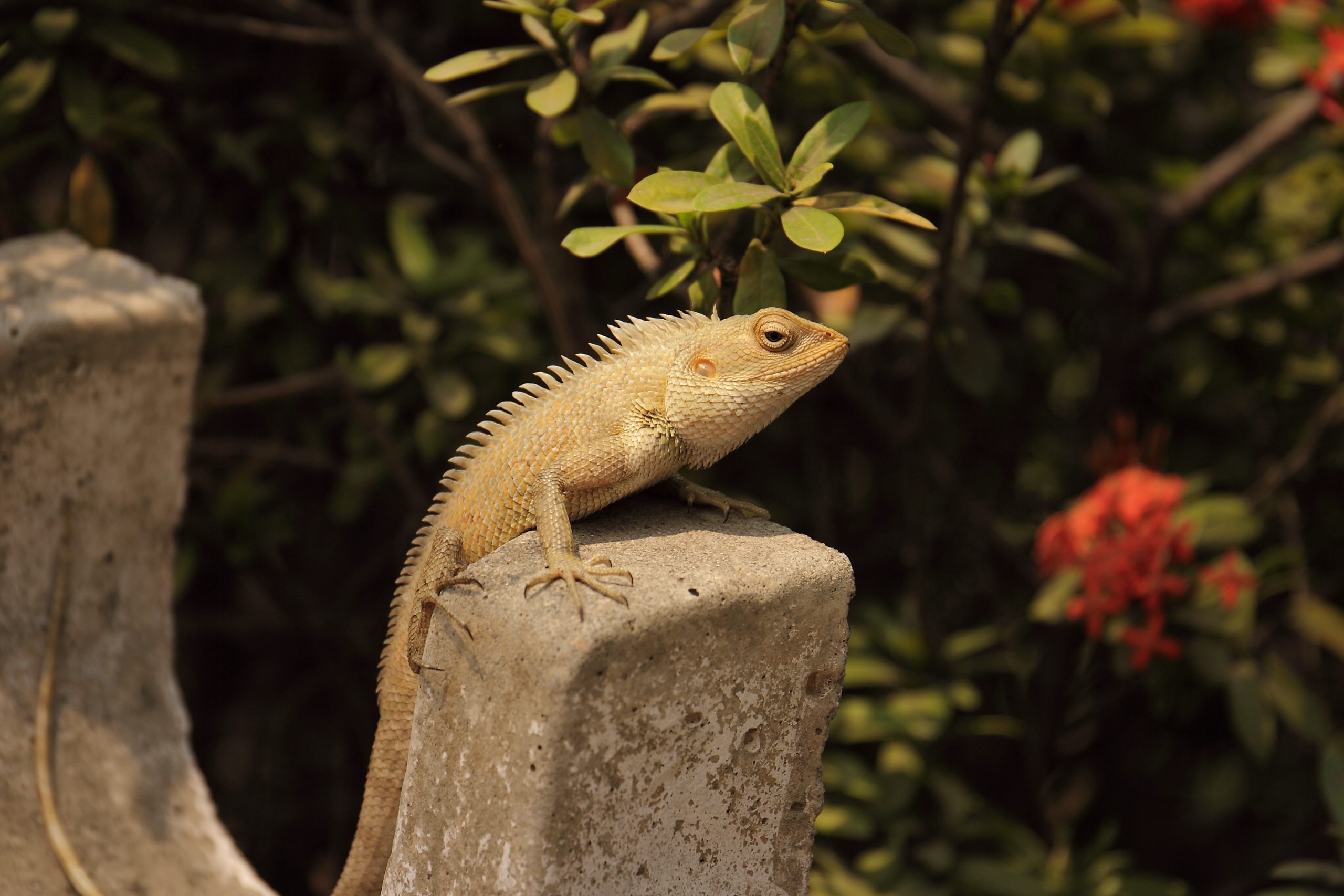 A chameleon on a stone