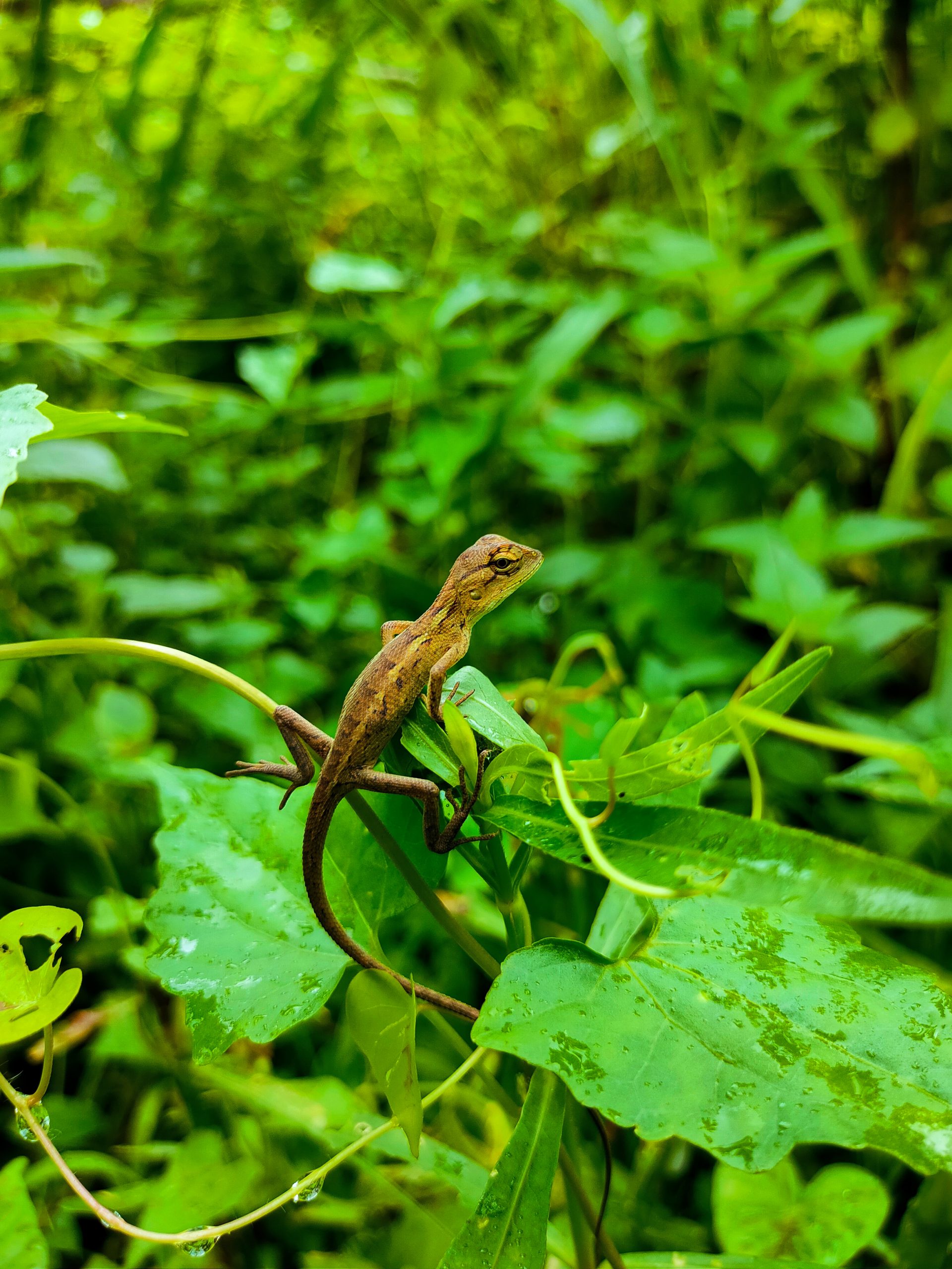 A chameleon on green leaves