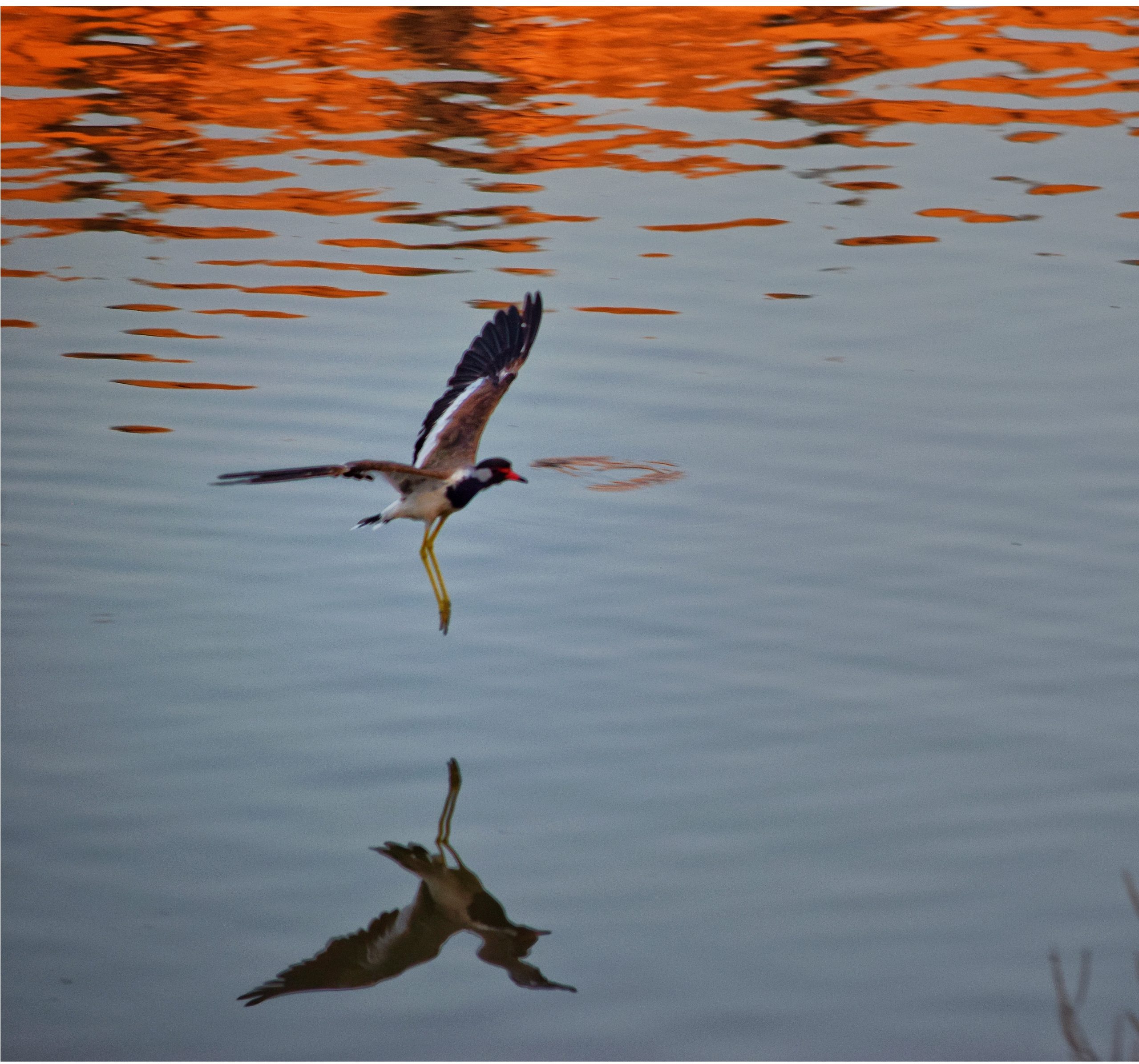 A coastal bird flying over a lake