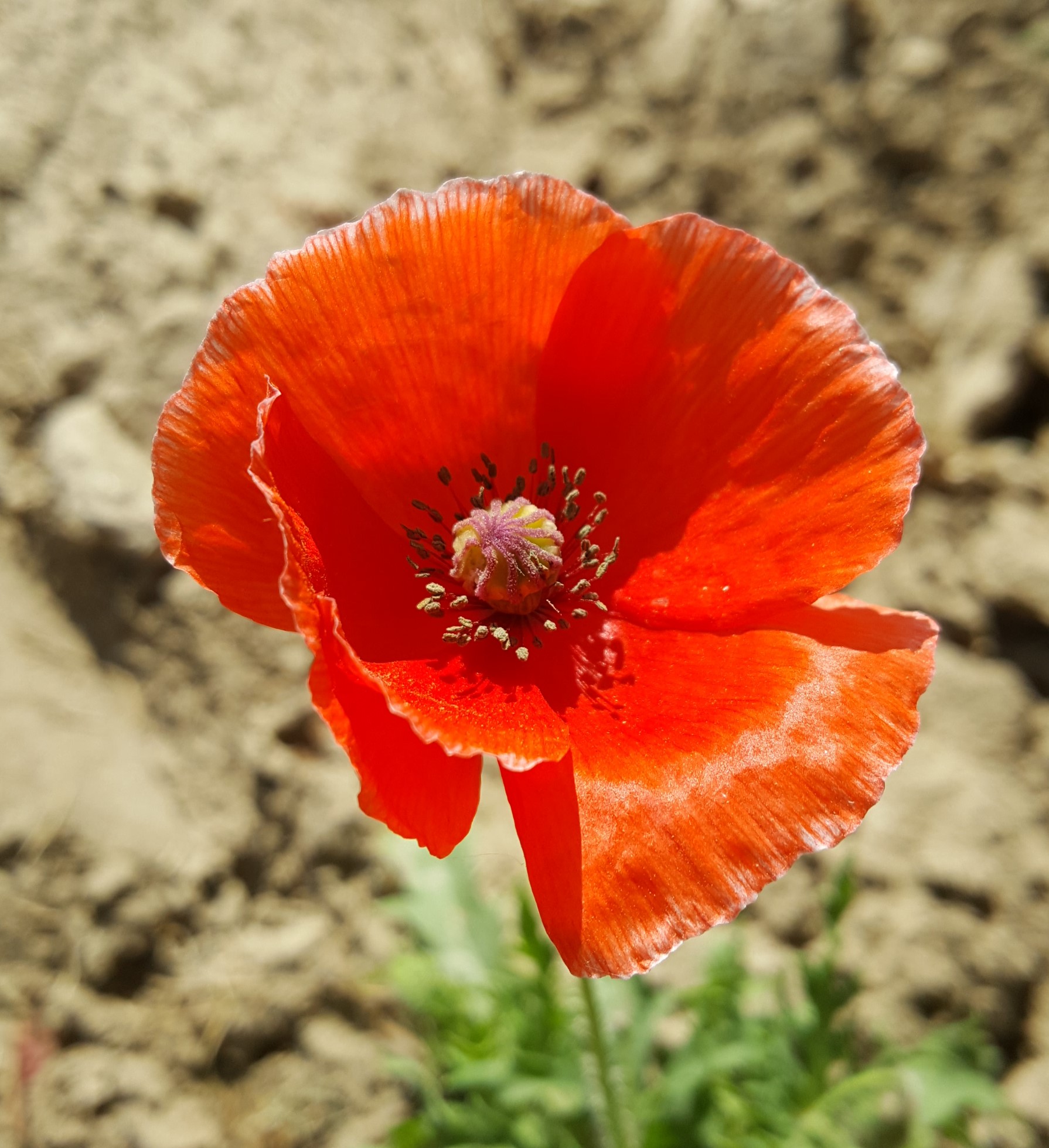 A coquelicot flower