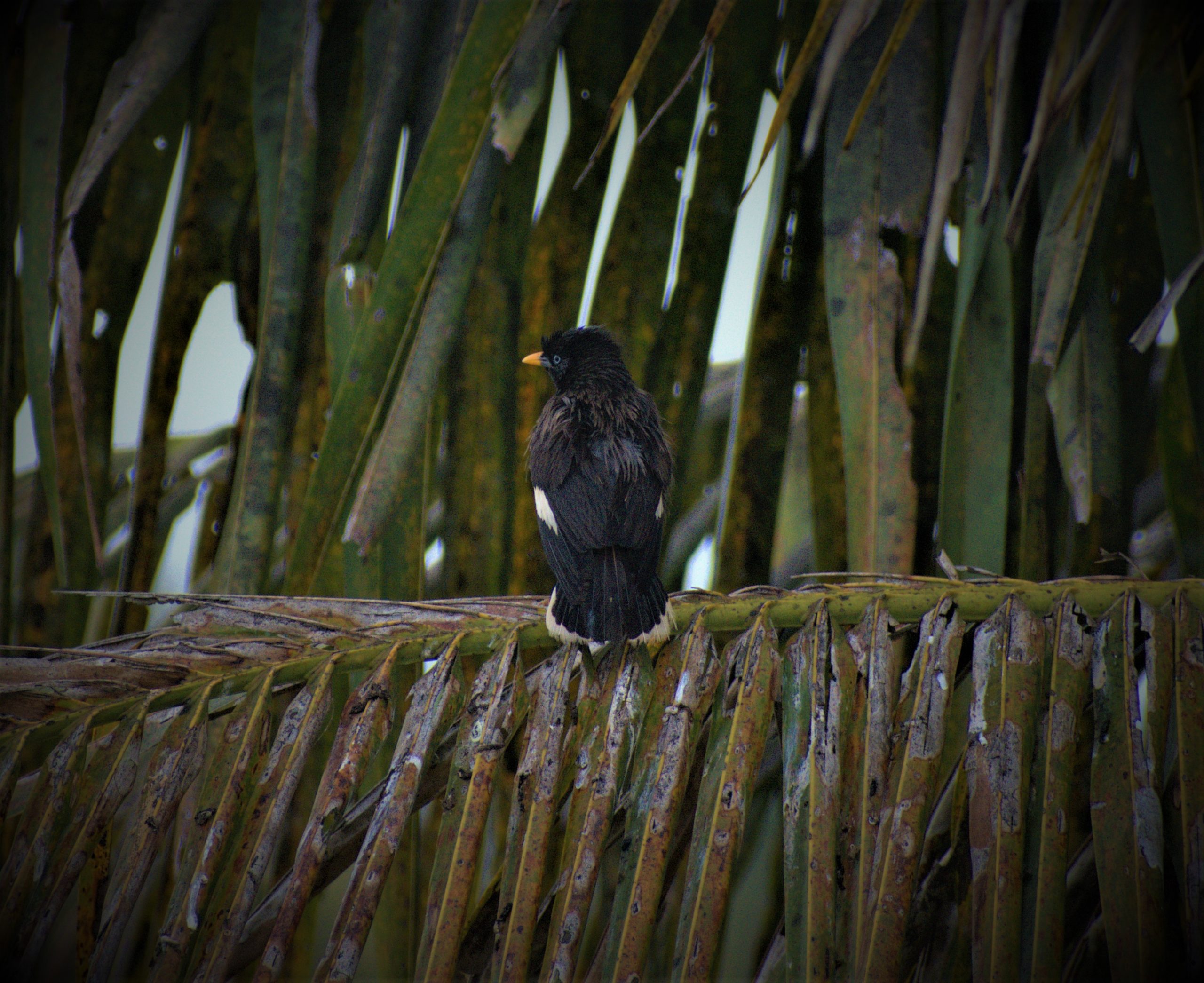 A crested myna on a branch