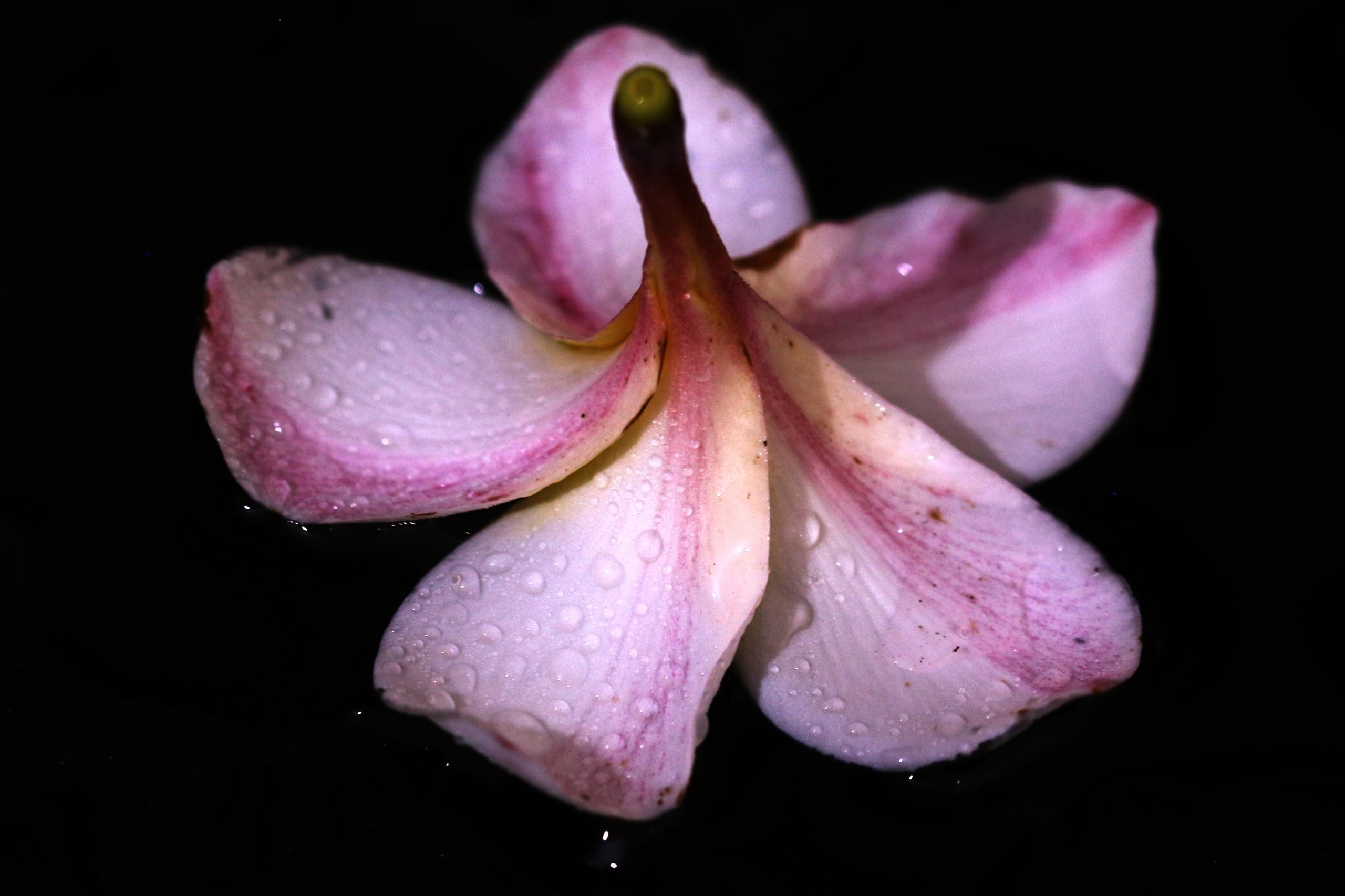 A cut piece of pink Gulancha