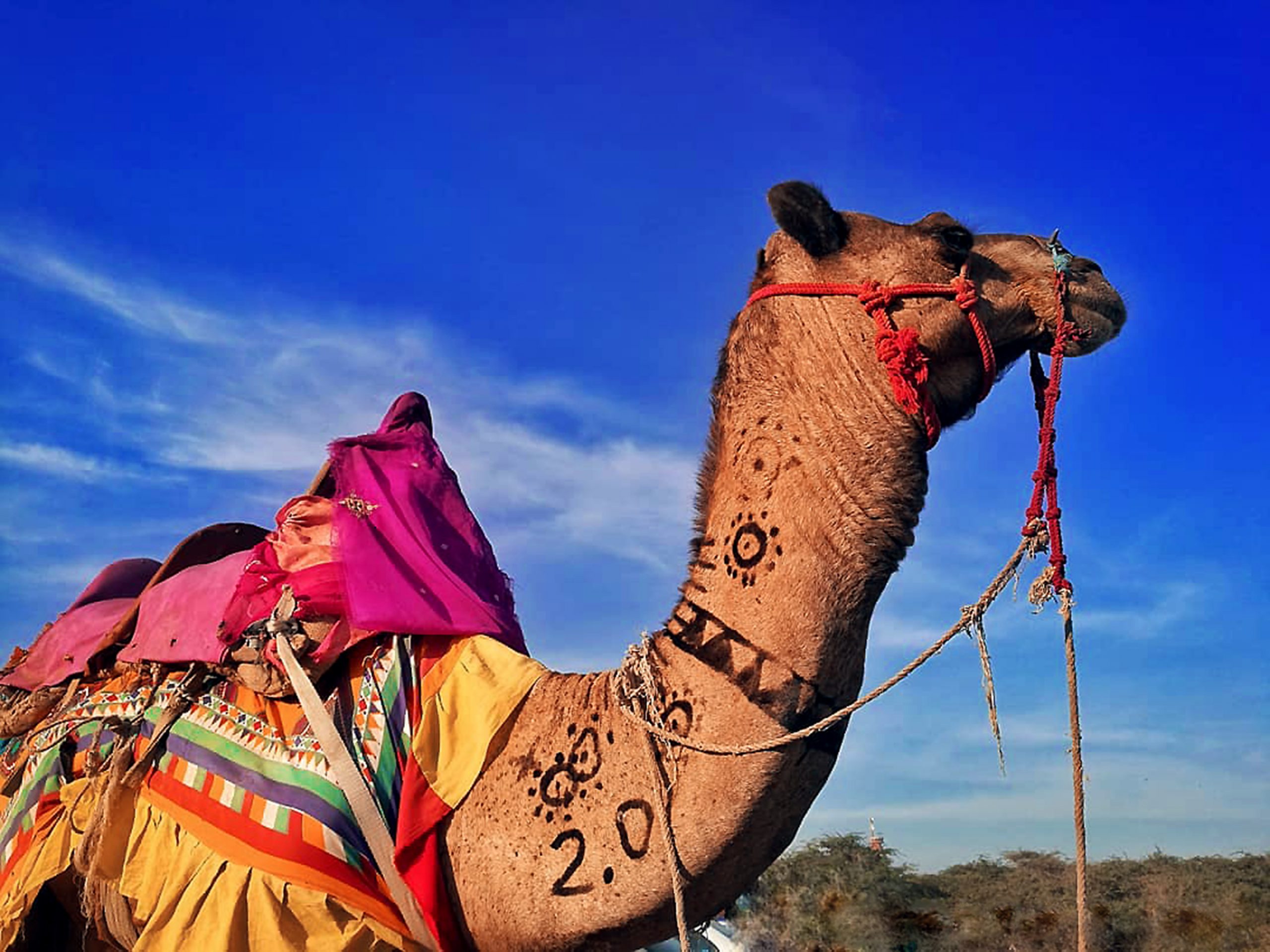 A desert safari camel