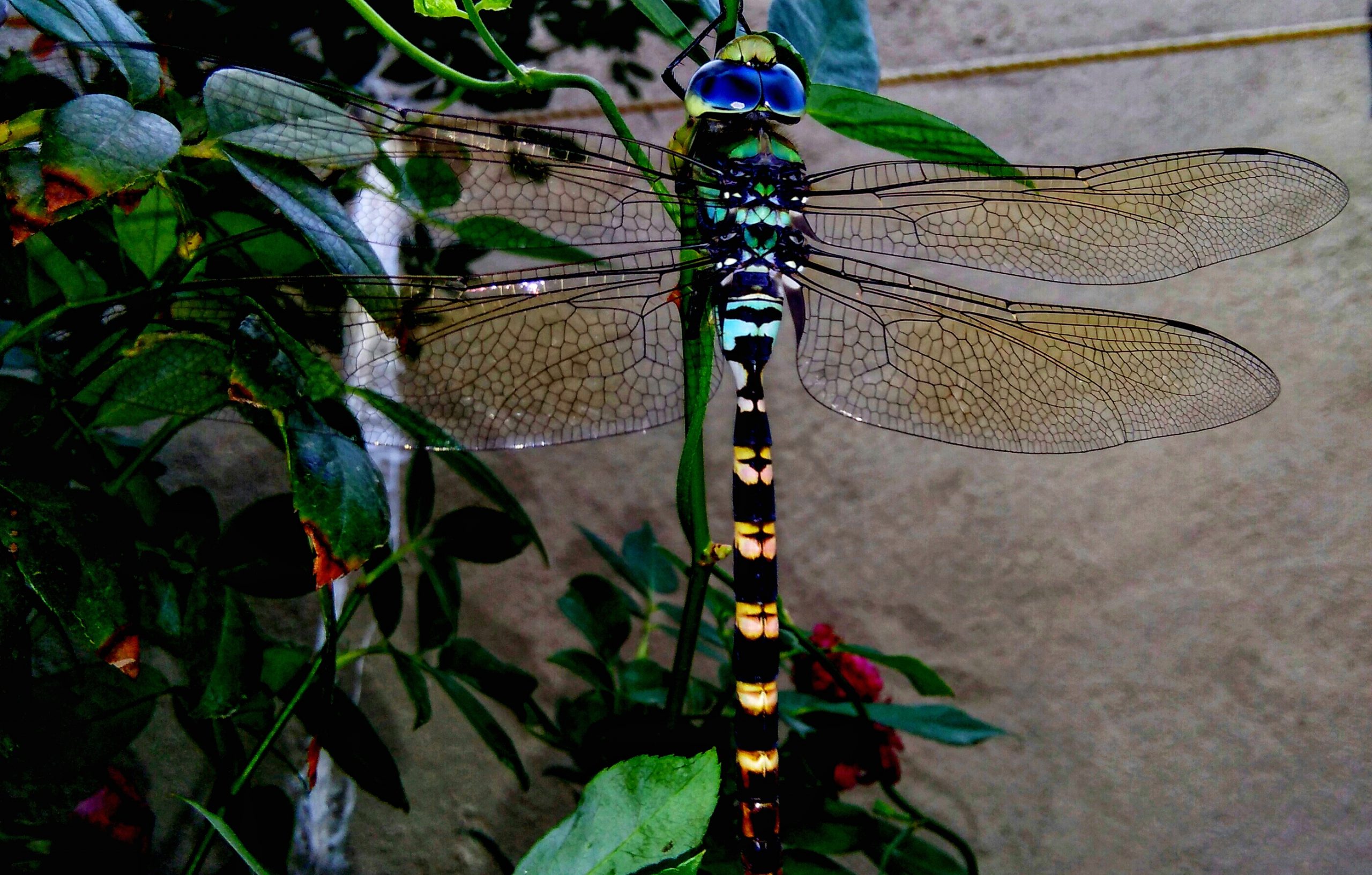 A dragonfly on a plant