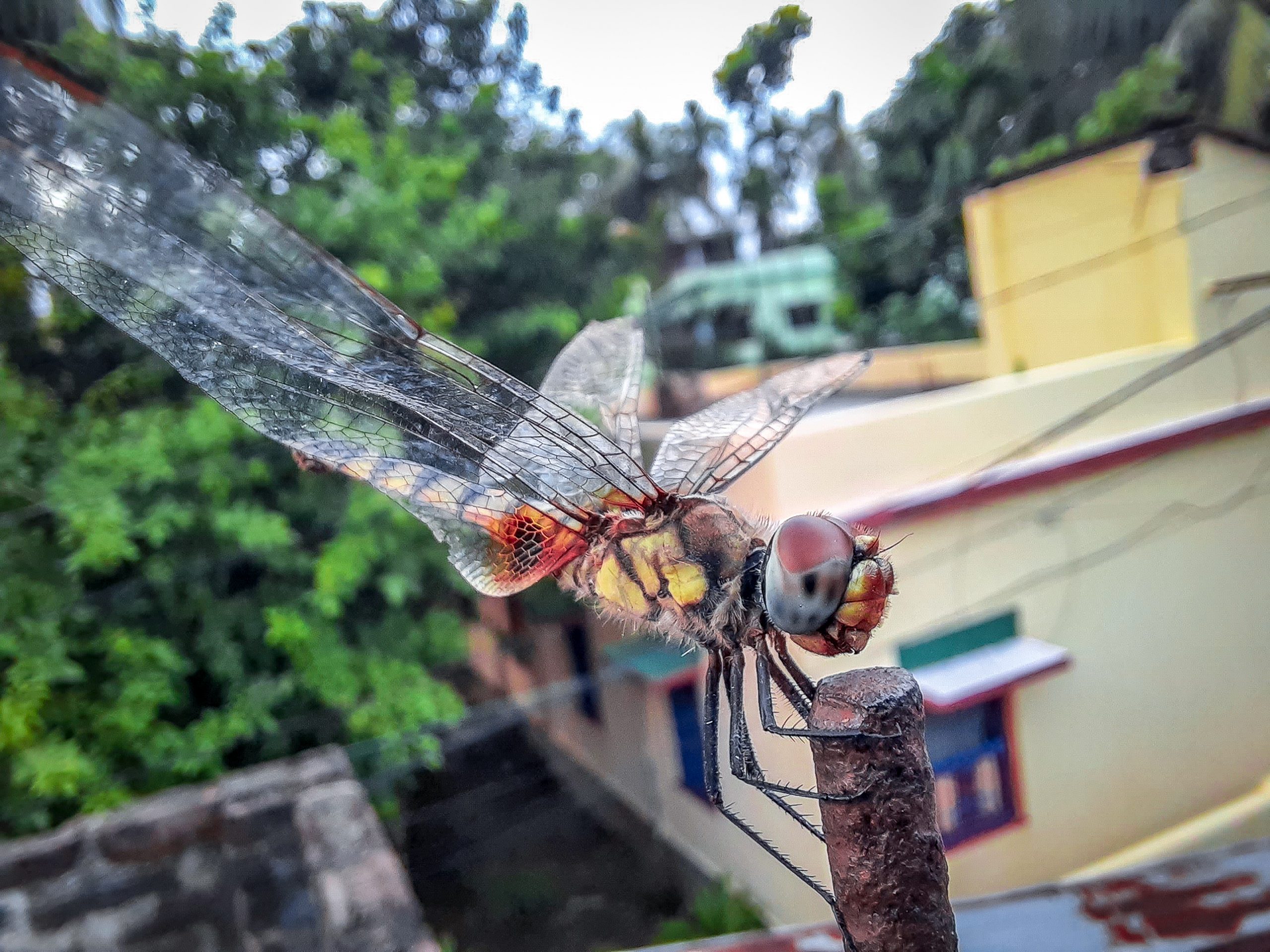 A dragonfly on a stick