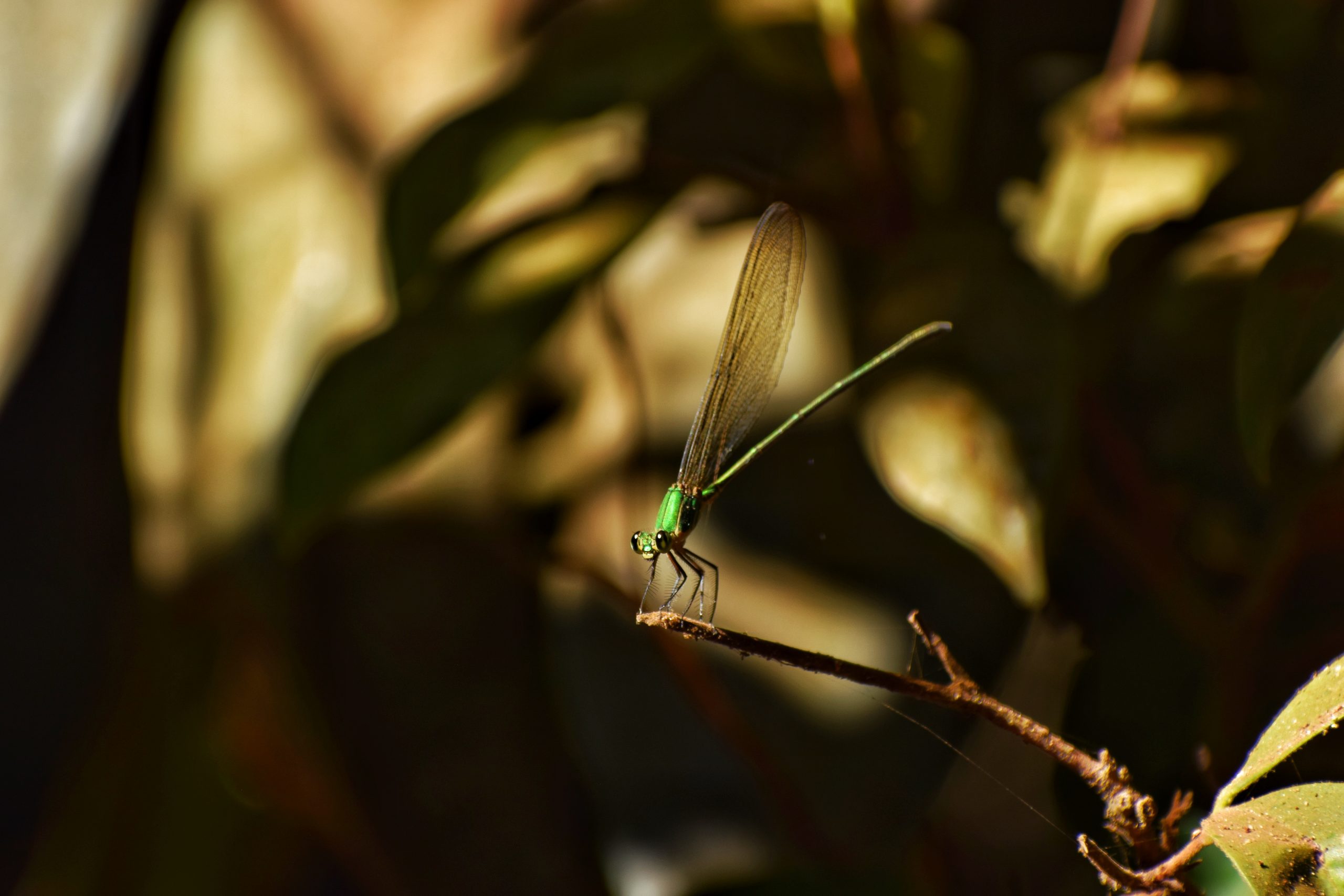 A dragonfly on a straw