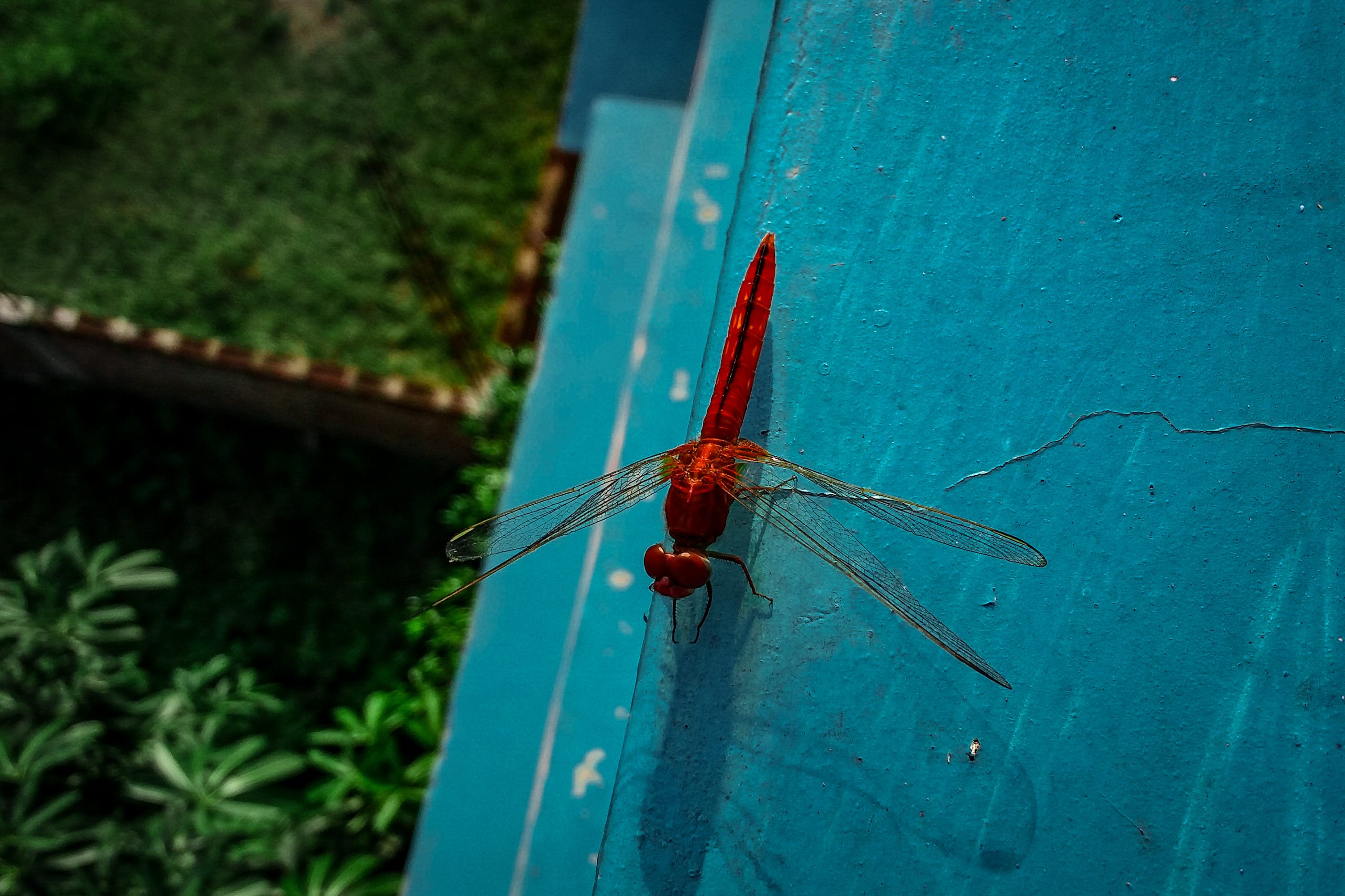 A dragonfly on a surface