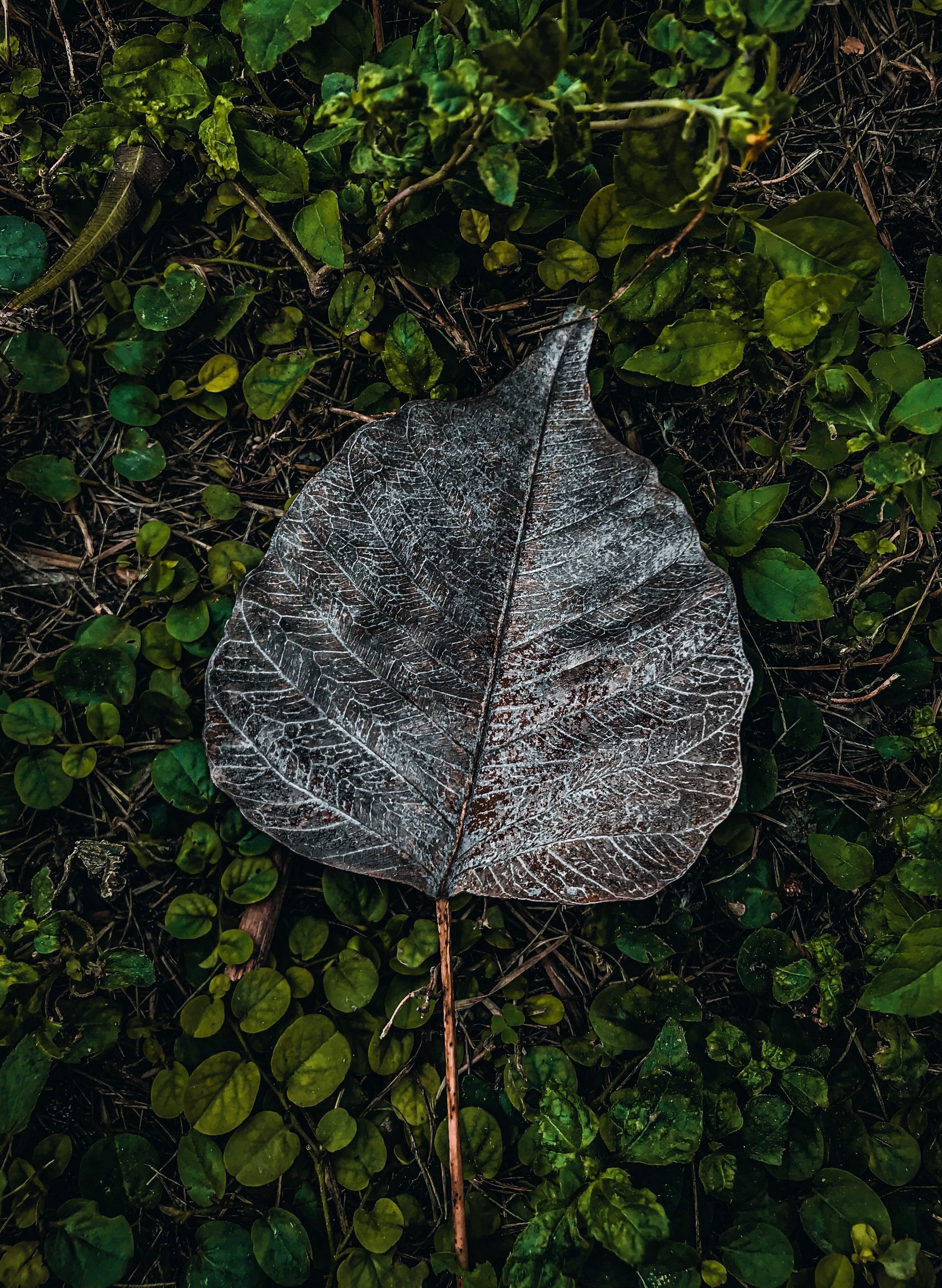 A dried leaf fallen on the ground