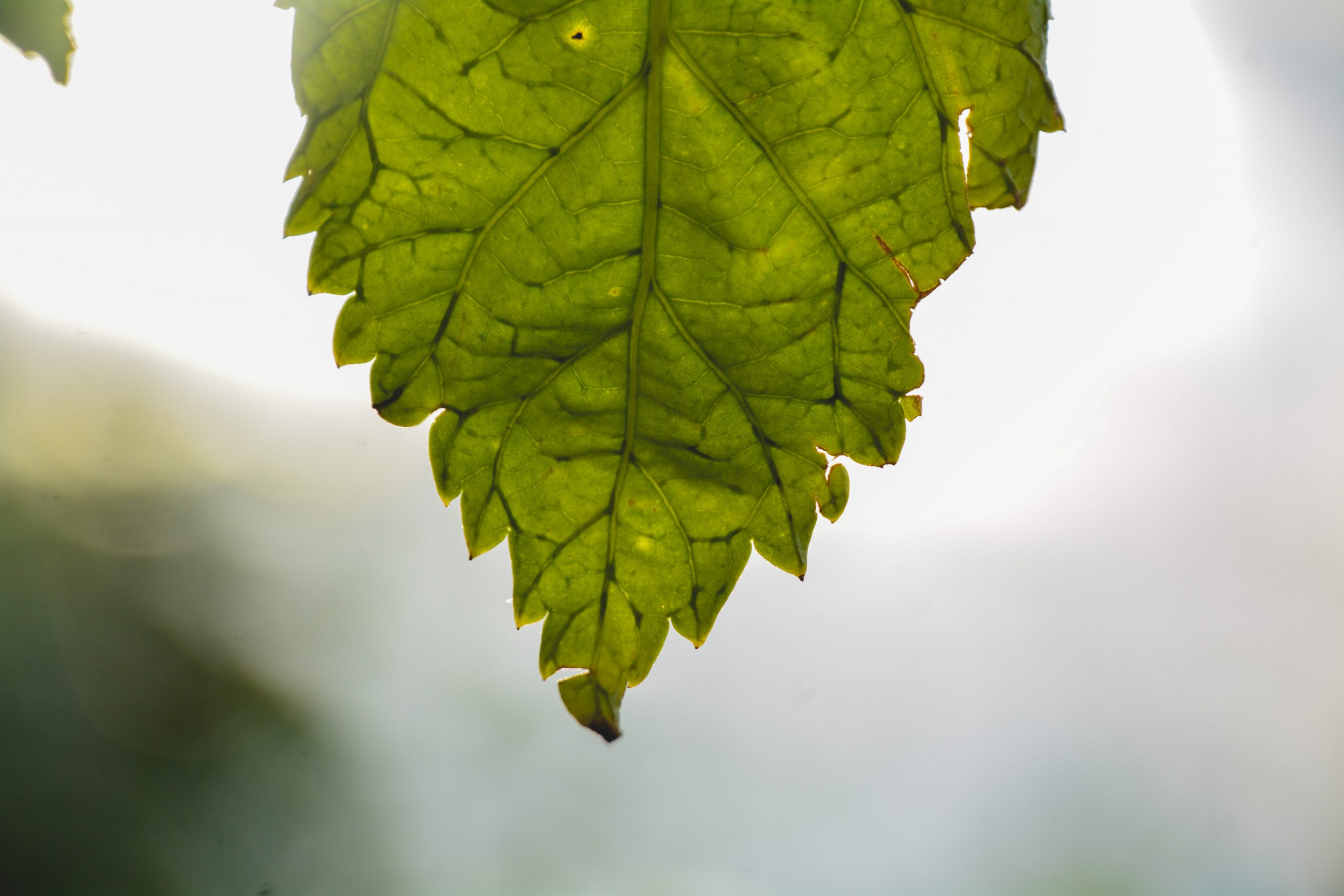 A dry leaf