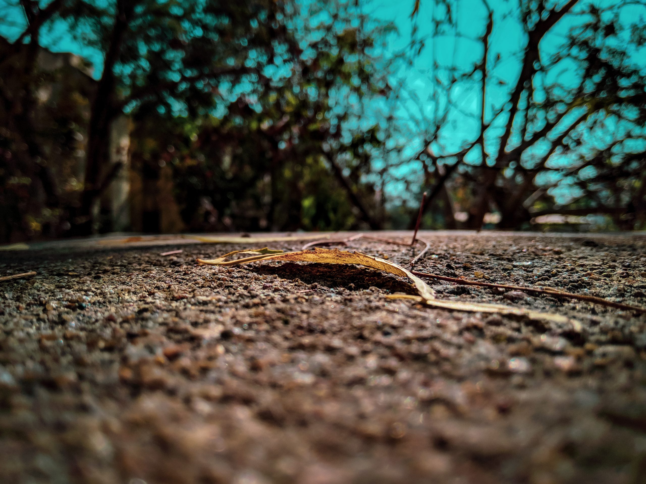 A dry leaf on a road surface