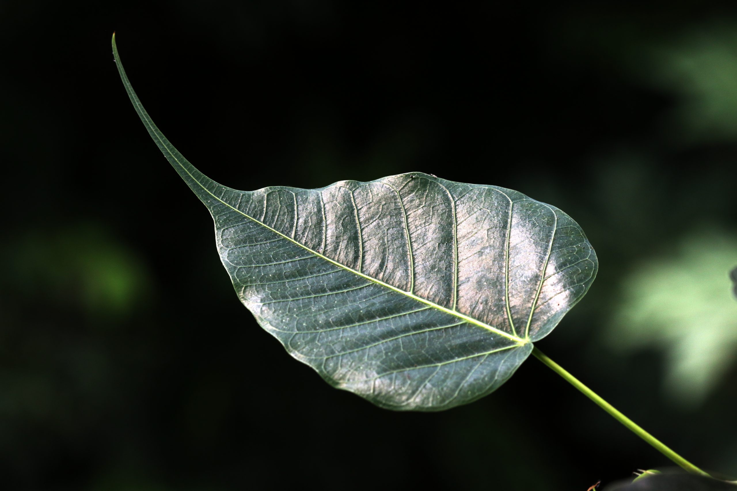 Peepal leaf