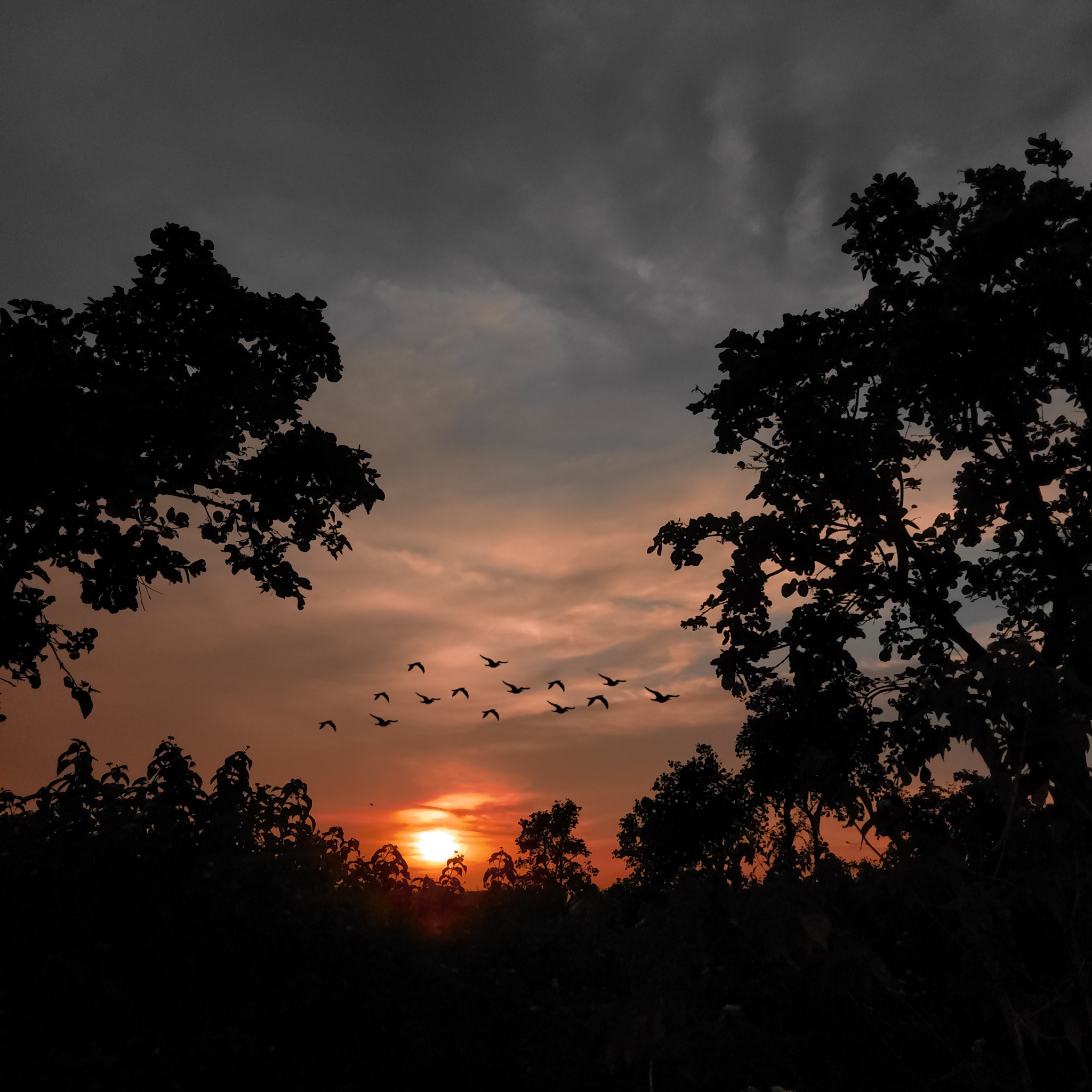 A flock during sunset