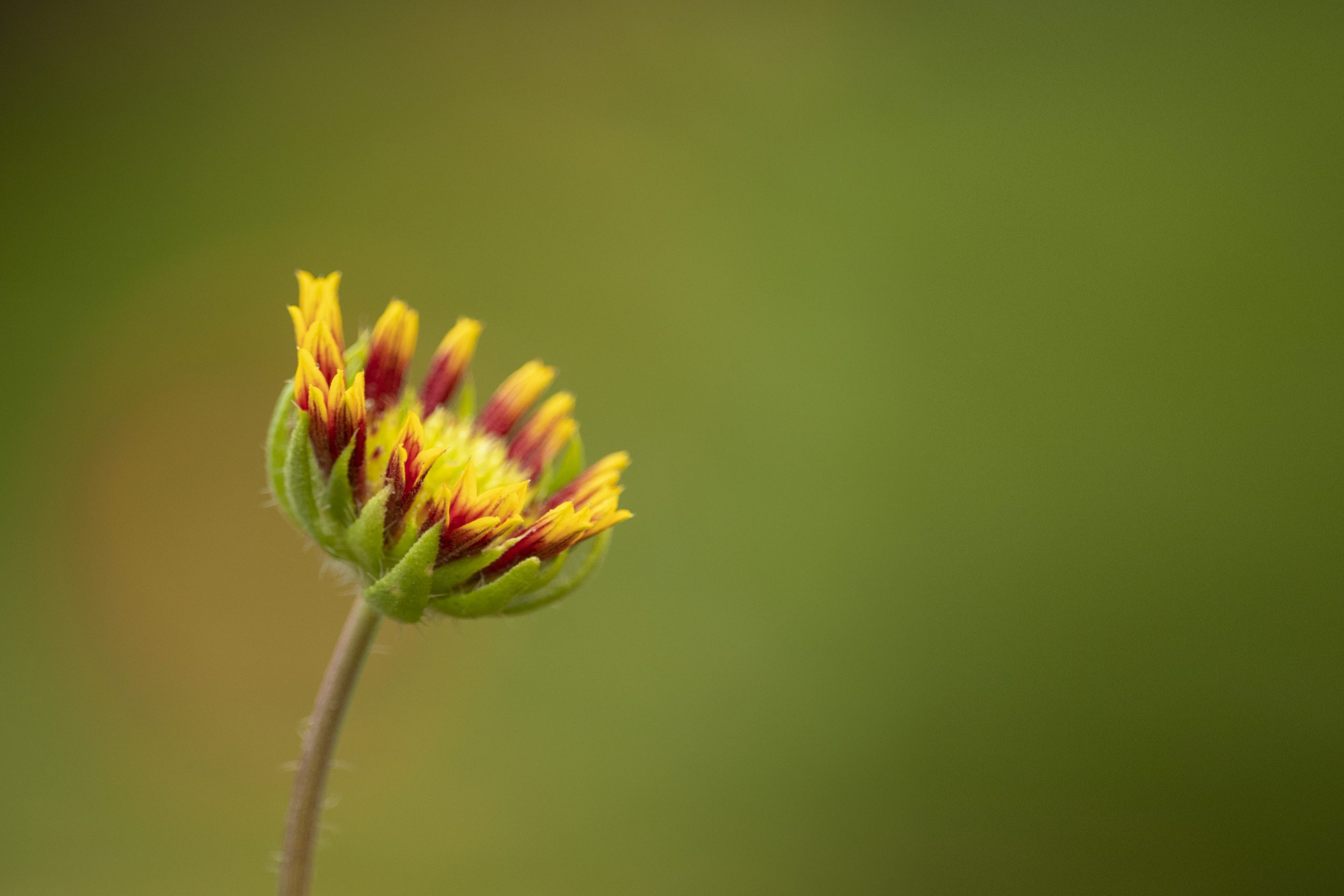 A flower bud – Chrysanthemum