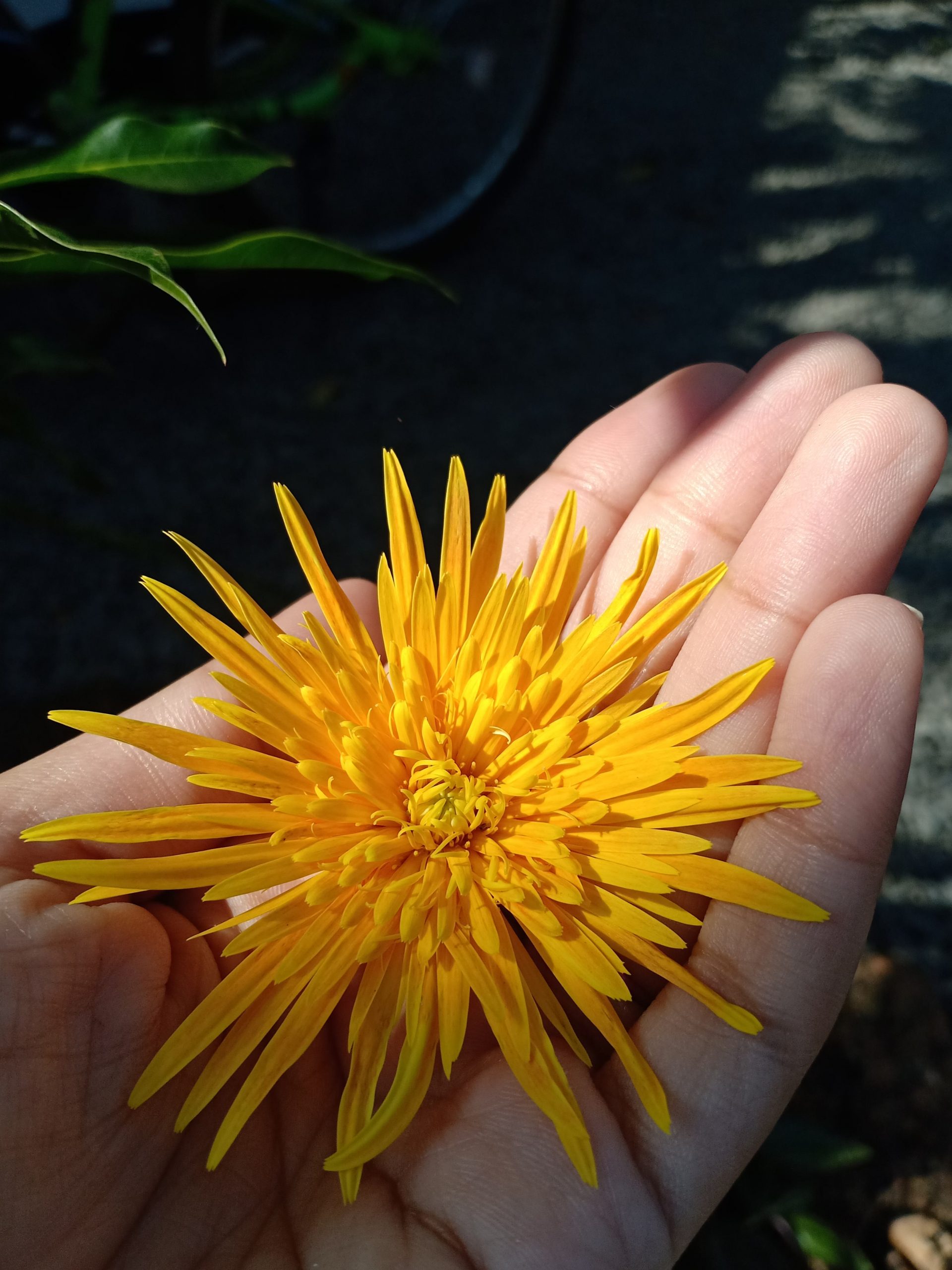A flower in hand