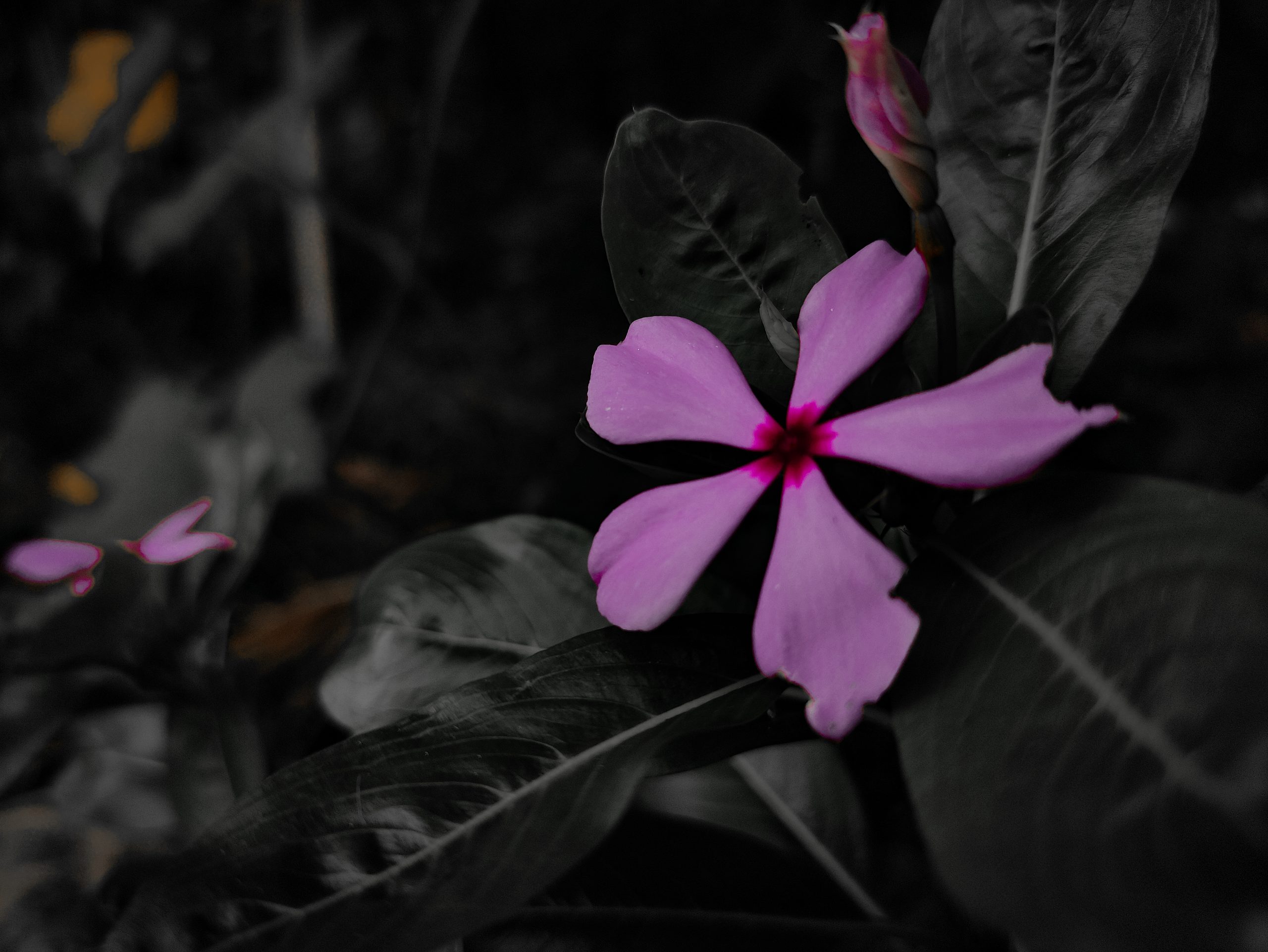 A flowering plant