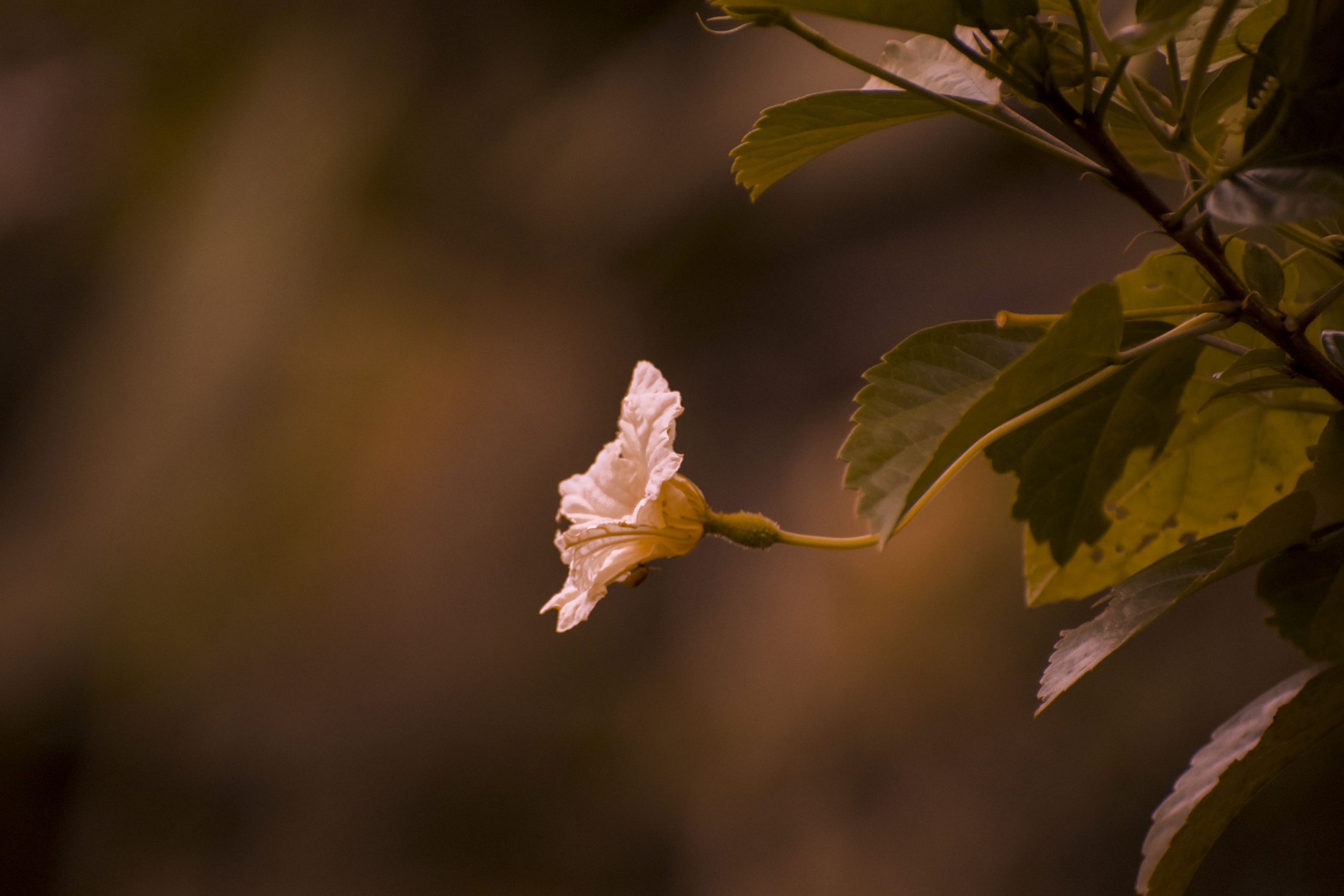 A flowering plant