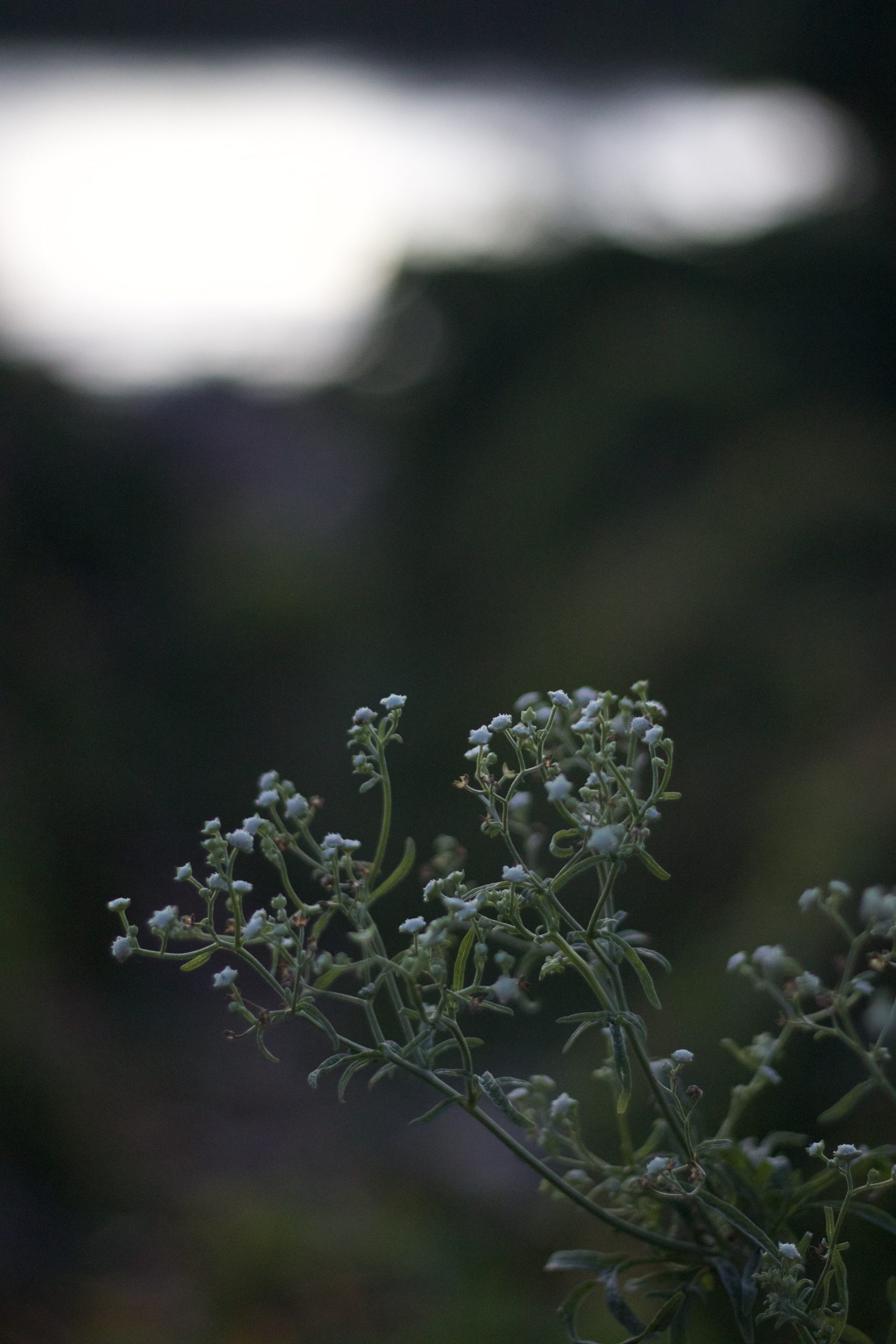 A flowering plant