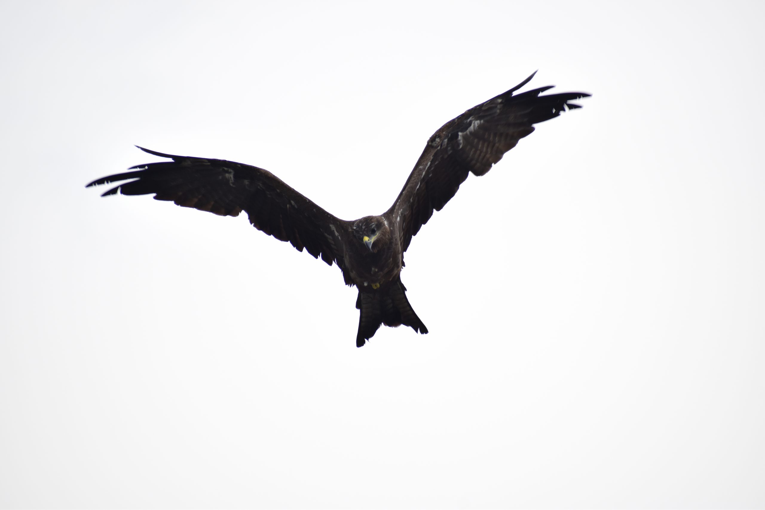 A flying hawk