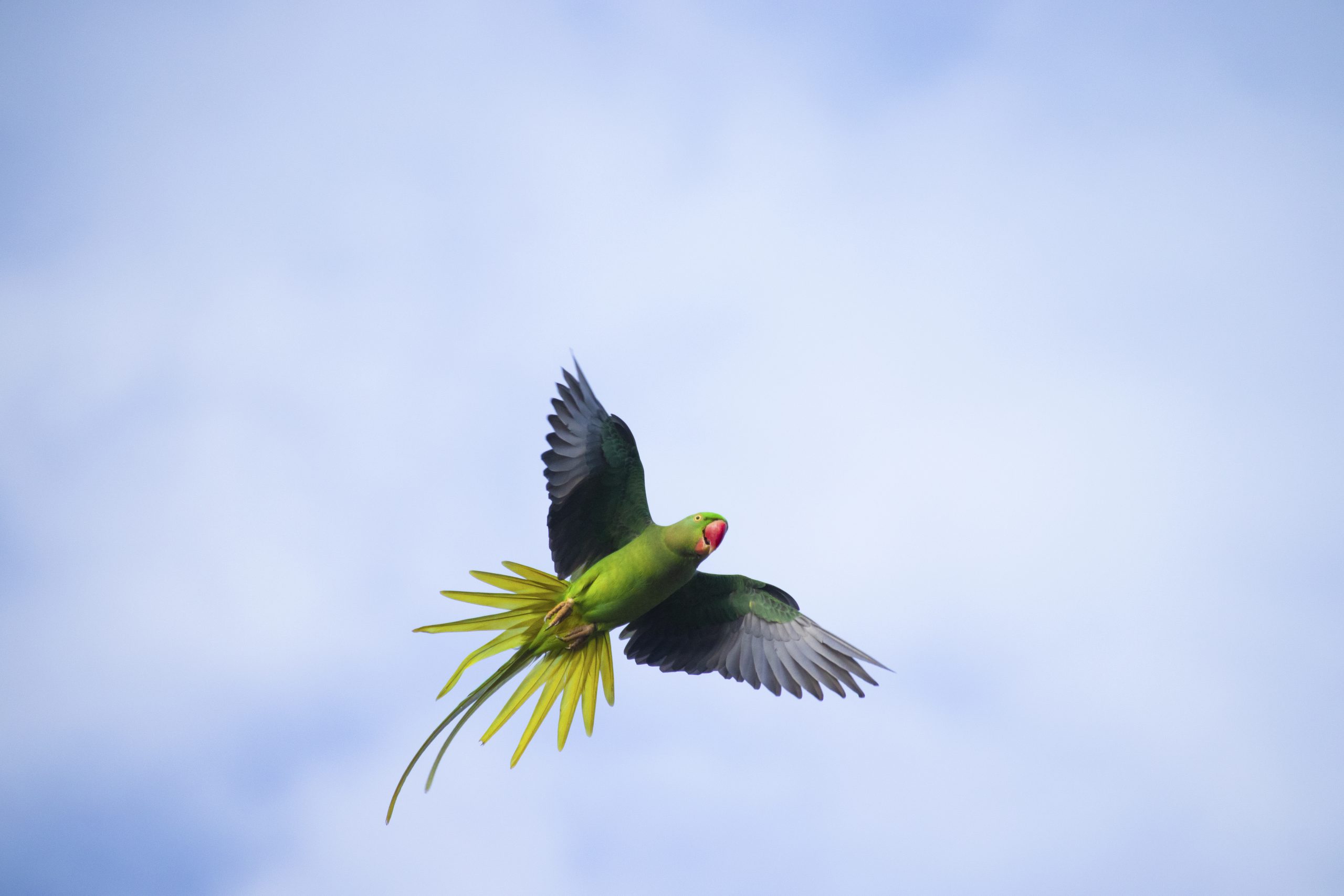 A flying parrot