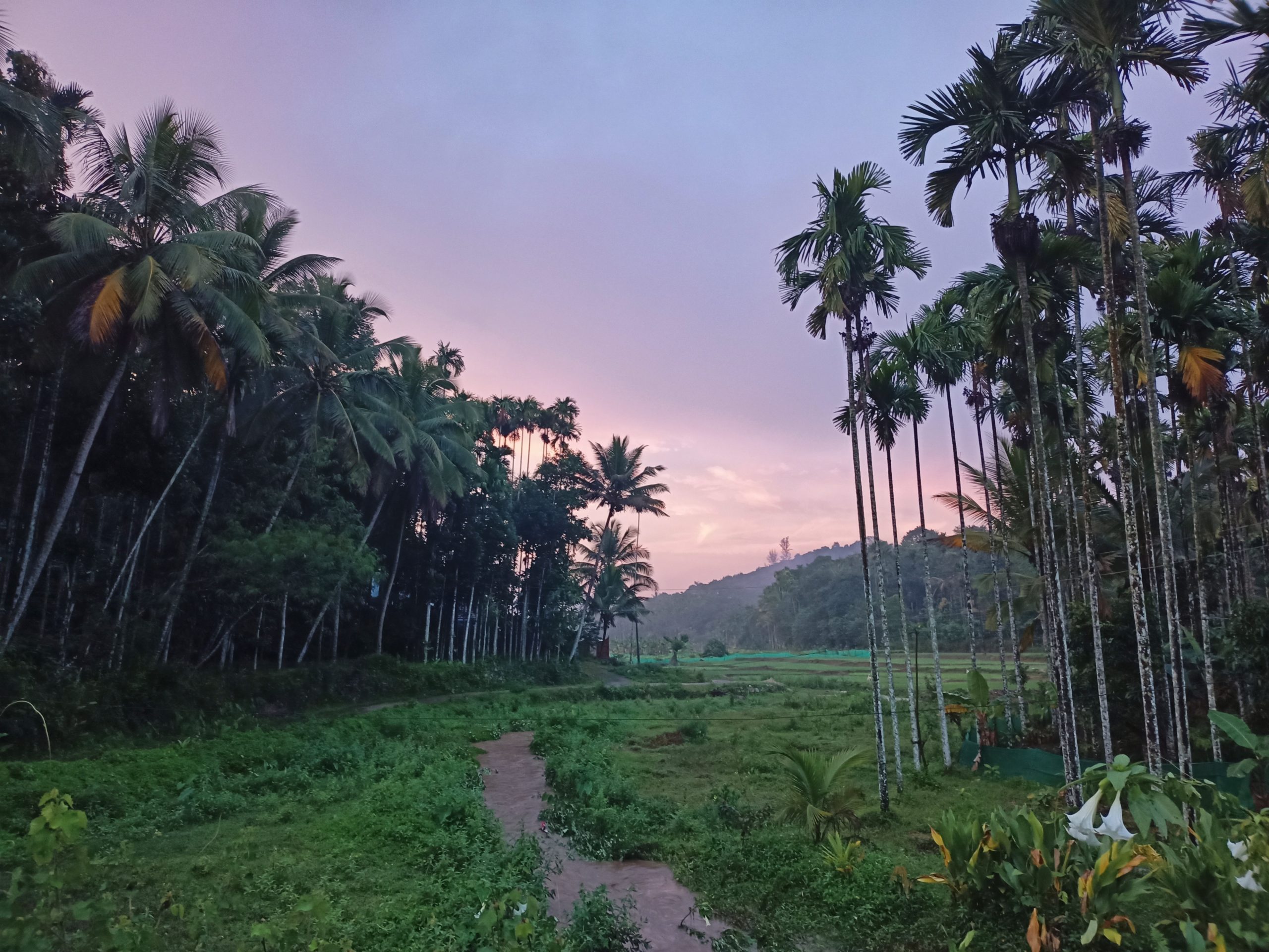 A forest of palm trees