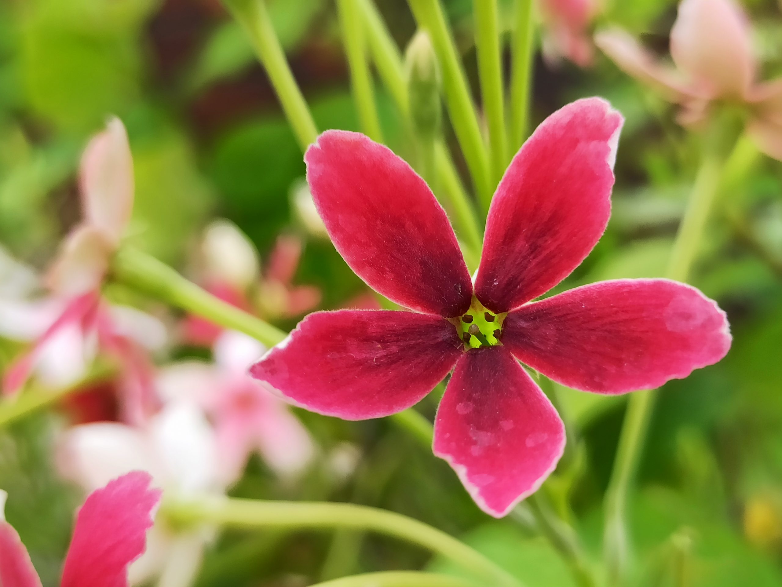 A fresh red flower