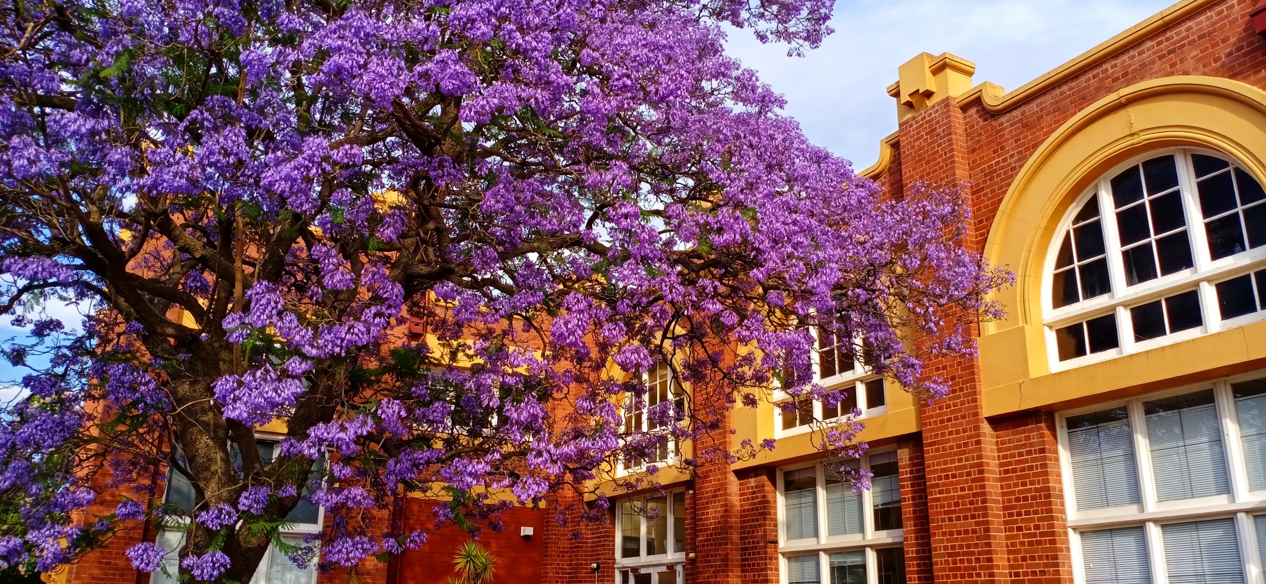 Tree with a Purple Flower