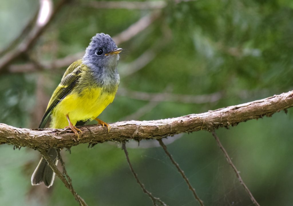 A grey headed canary flycatcher - PixaHive