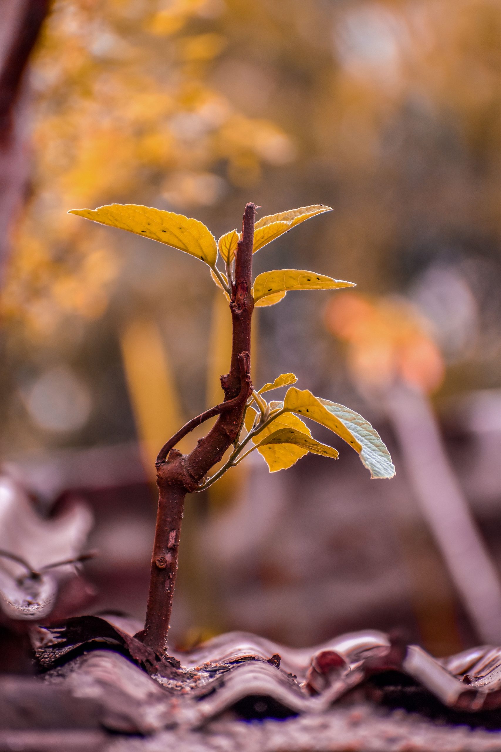 A growing plant