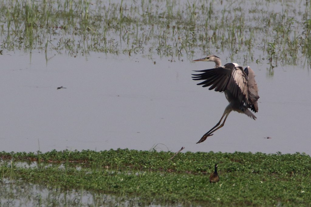 A heron landing Free Image by Simi on
