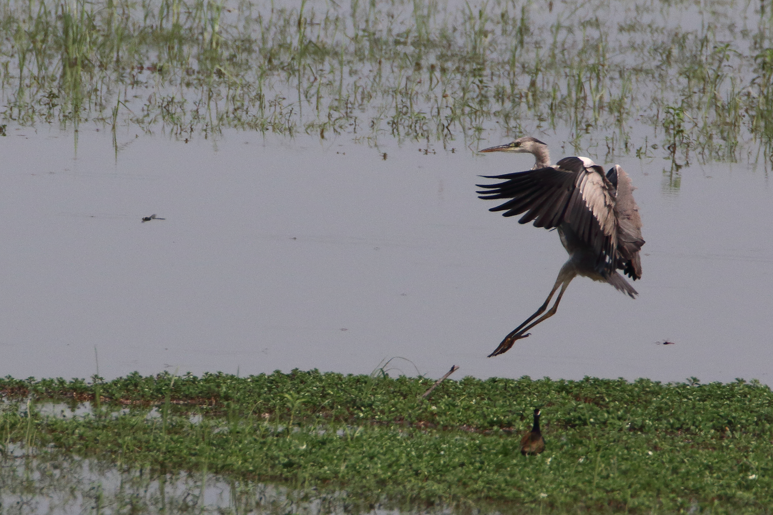 A heron landing