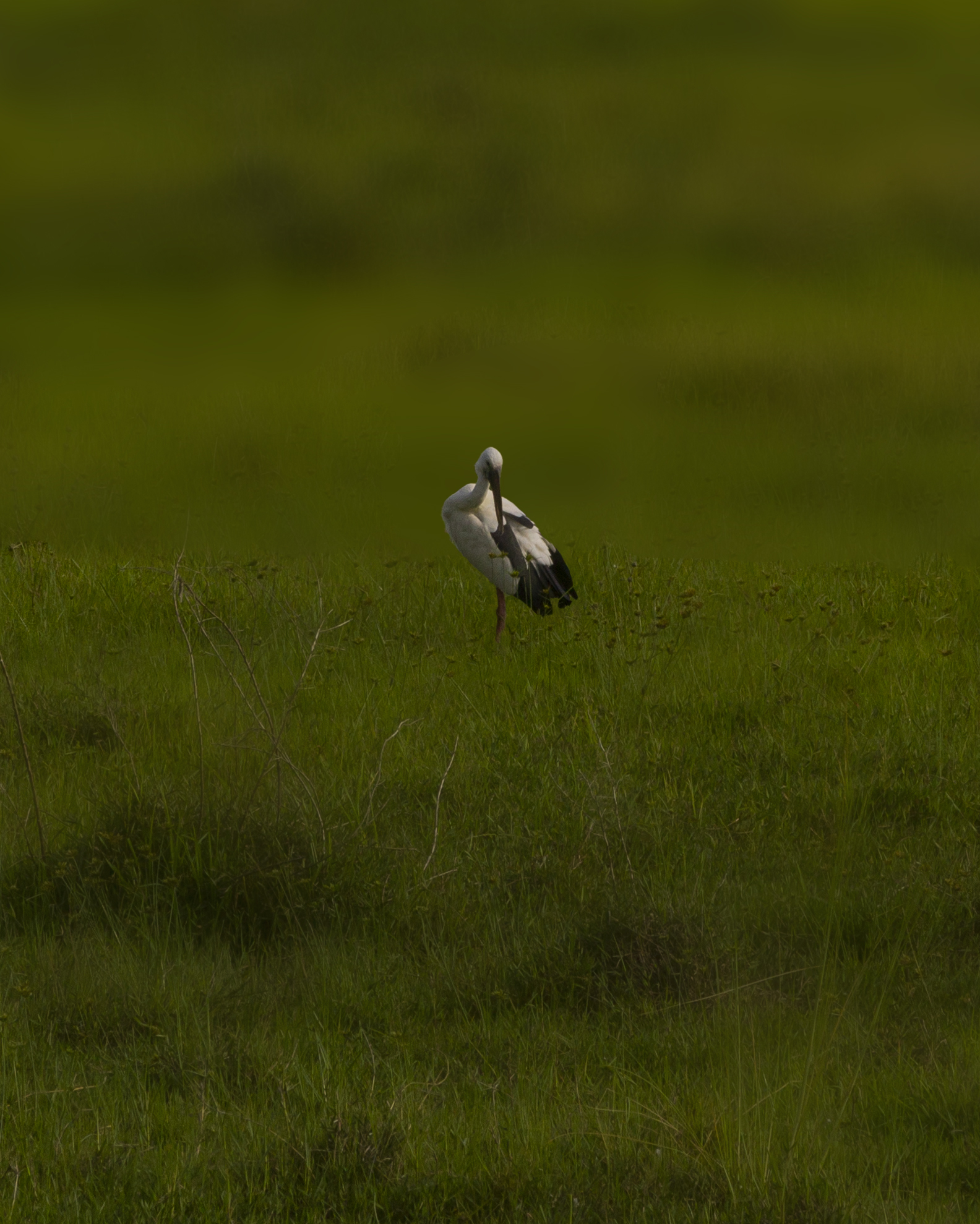 A heron on the grass