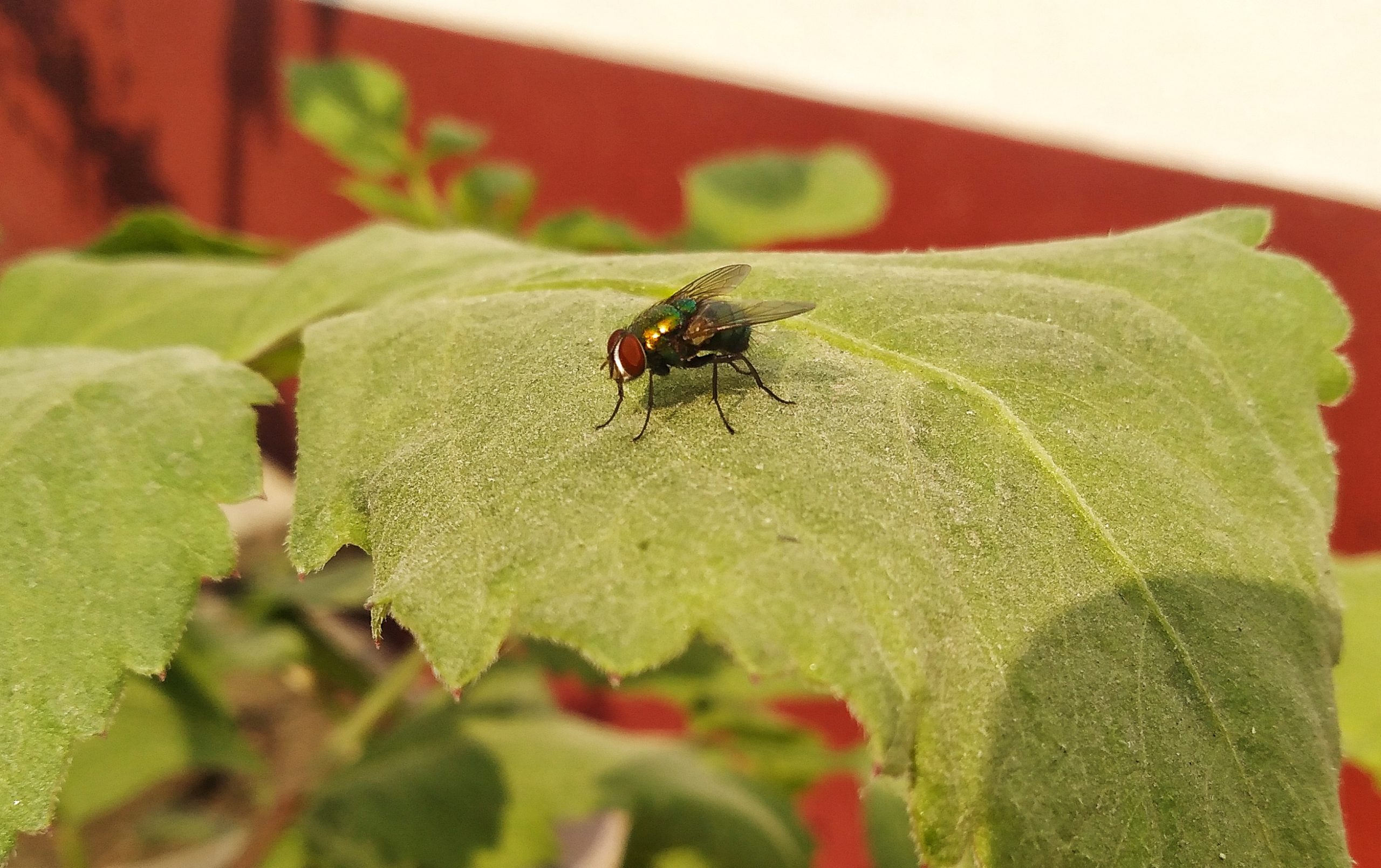 A housefly on a leaf.