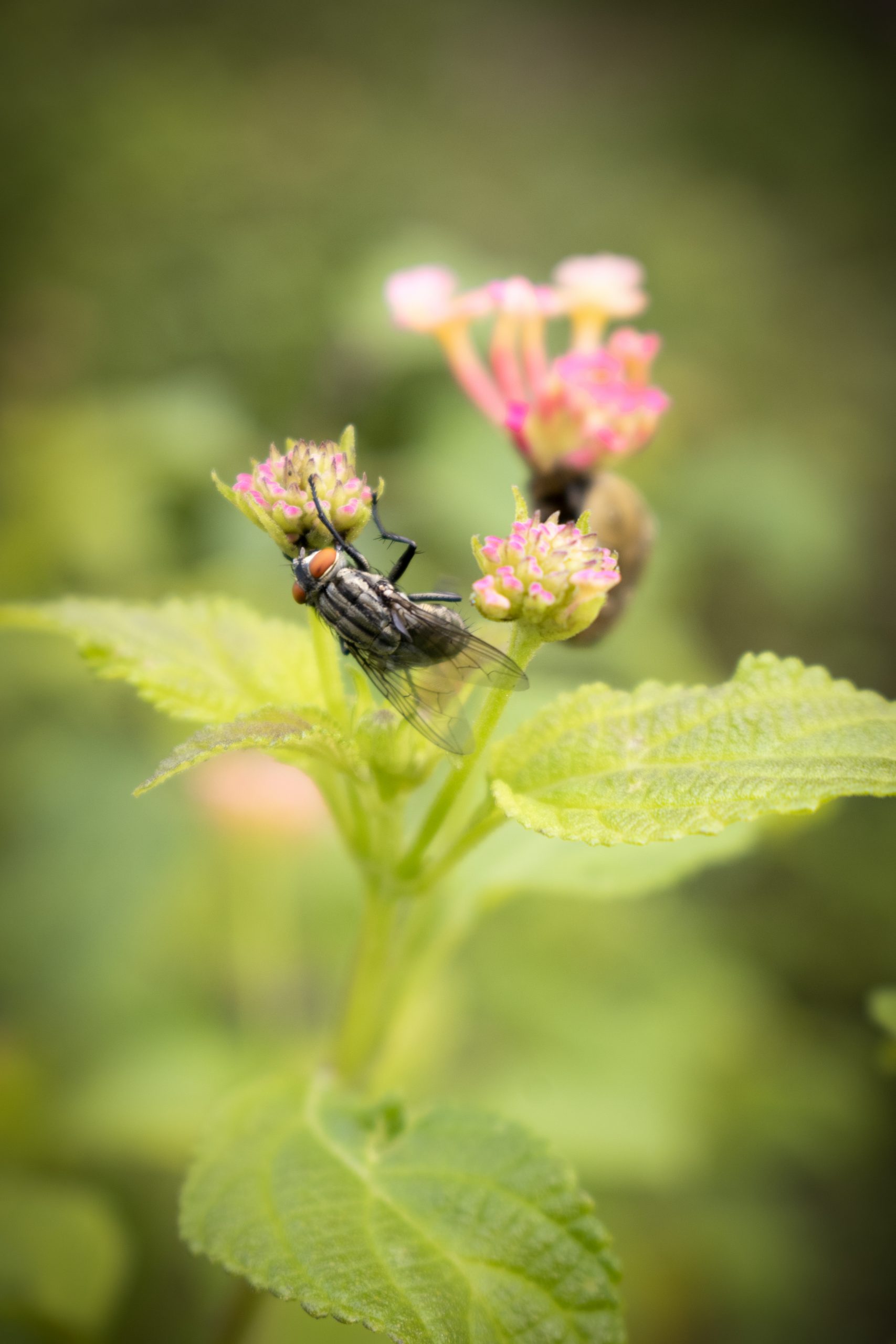 Housefly in the Flower on Focus