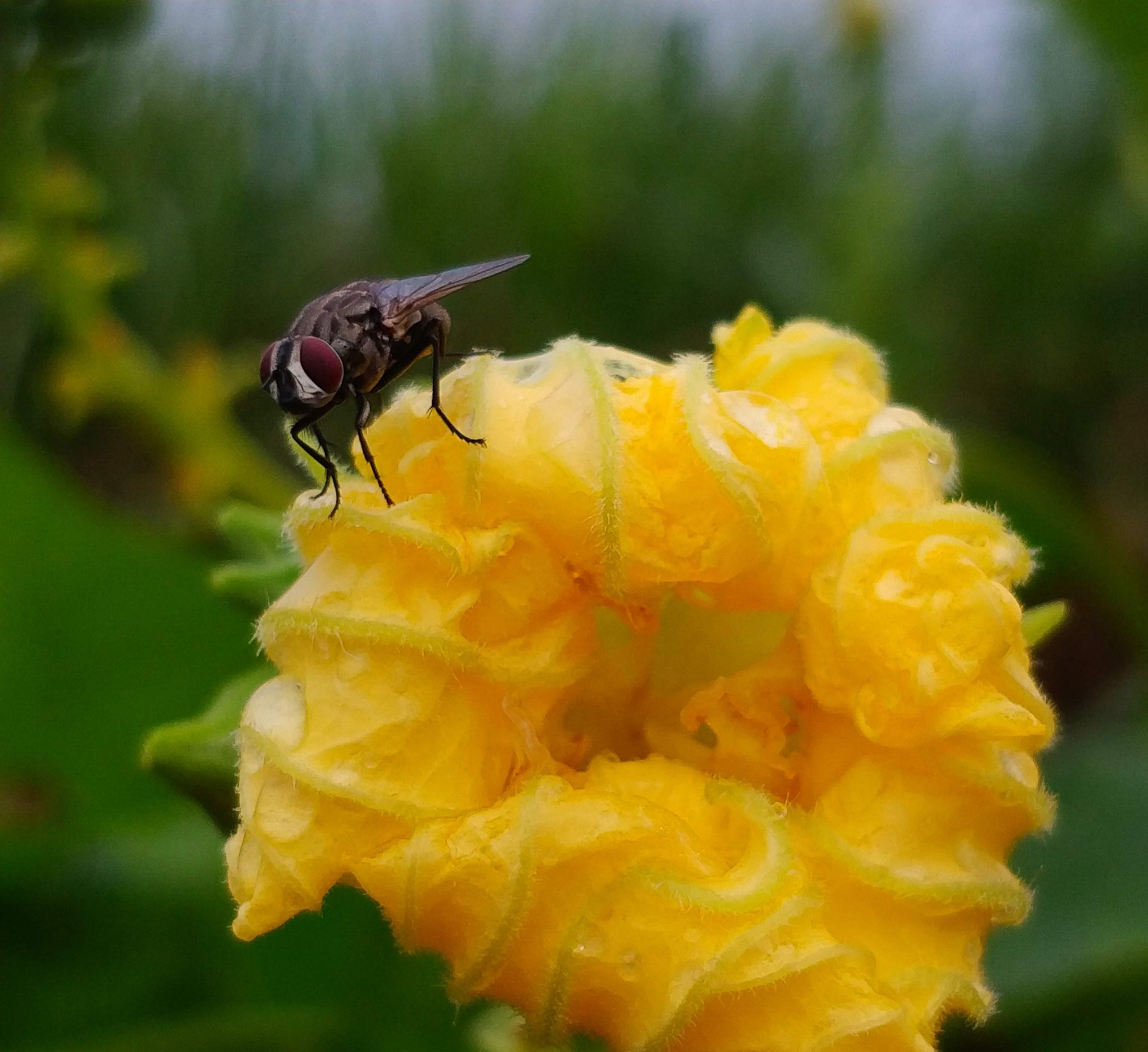 A housefly on a flower