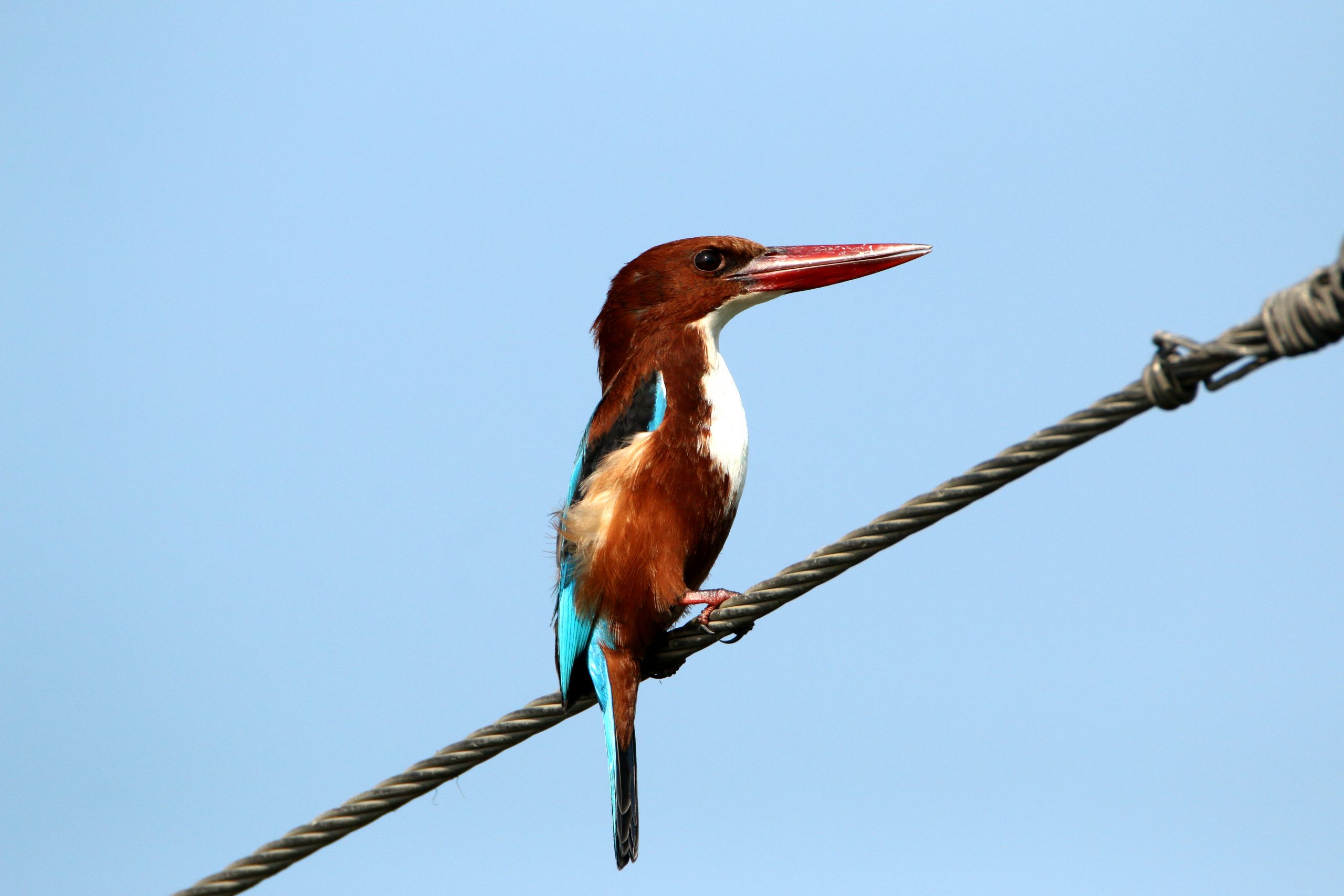 A king fisher on a high tension wire