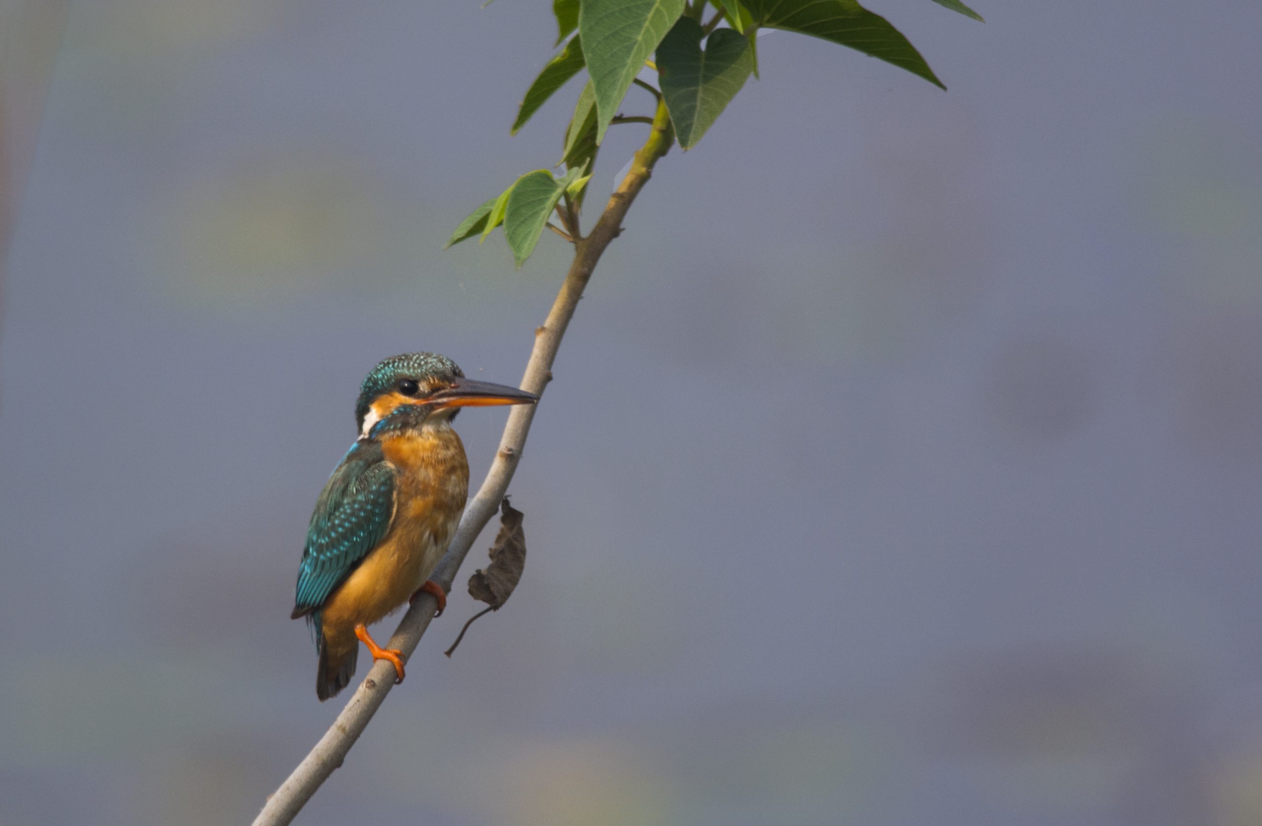 A kingfisher on a branch