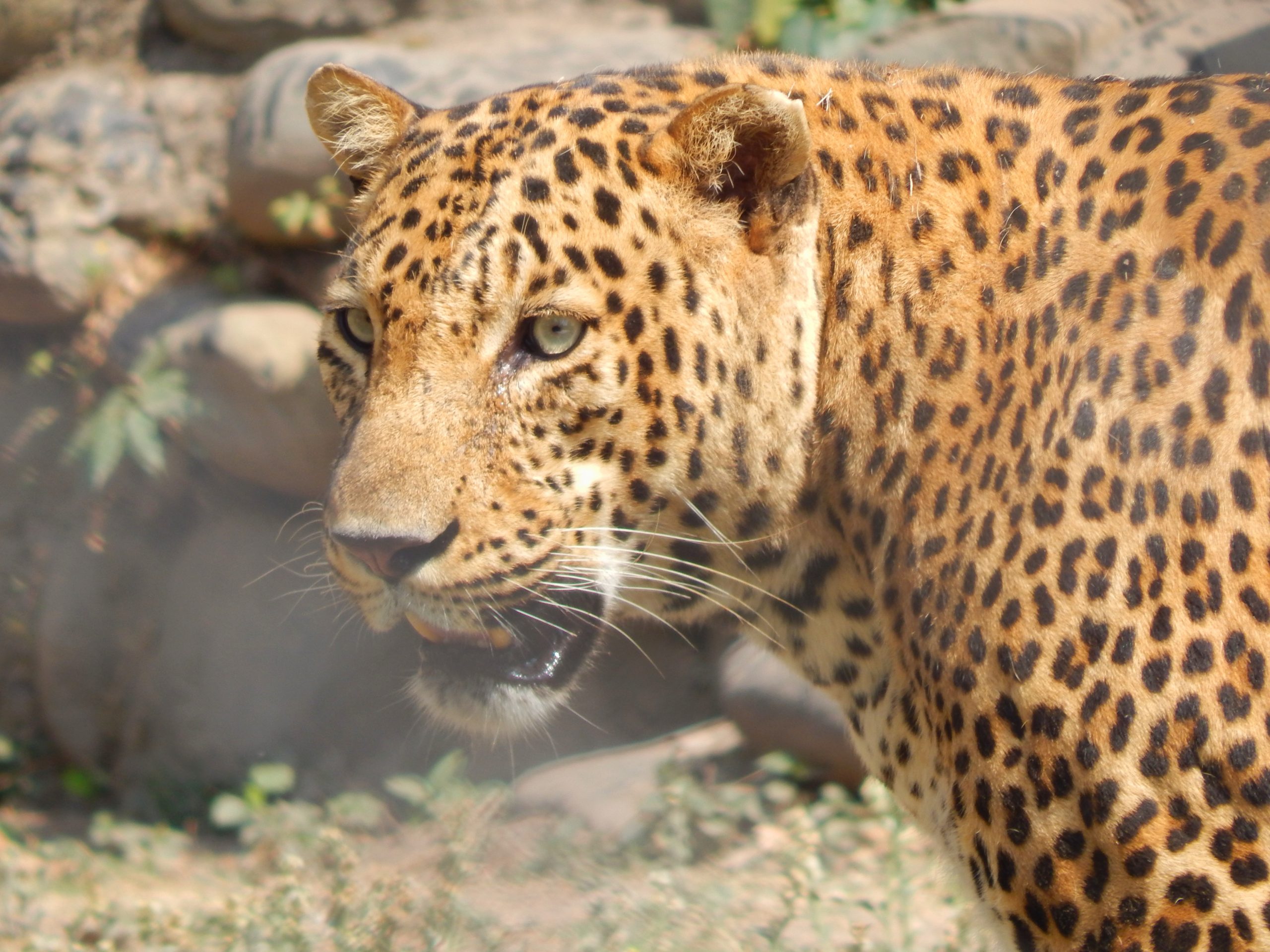 A leopard in nature reserve