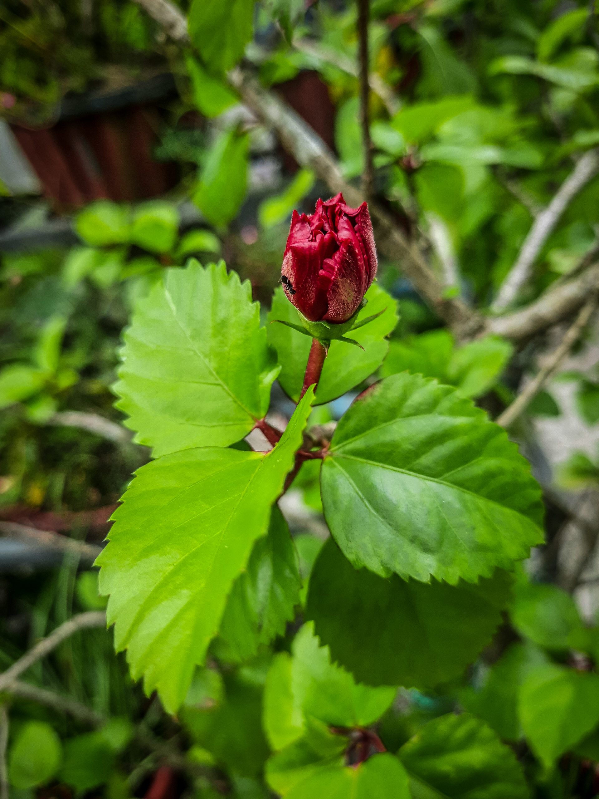 A little bud of a hibiscus flower