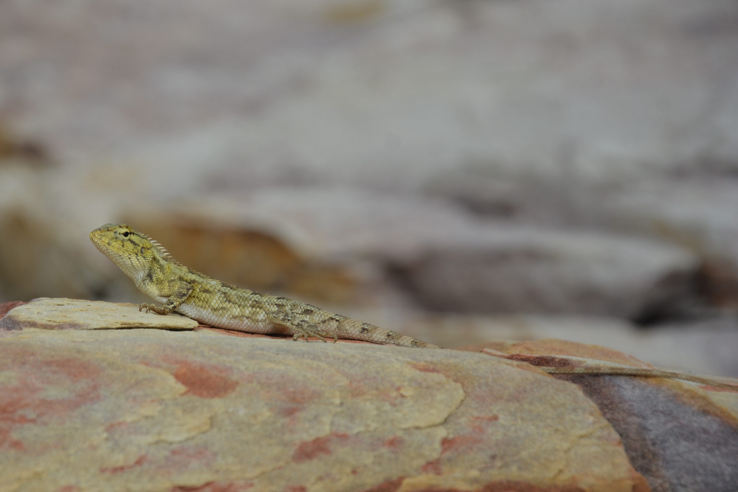 A lizard on a stone