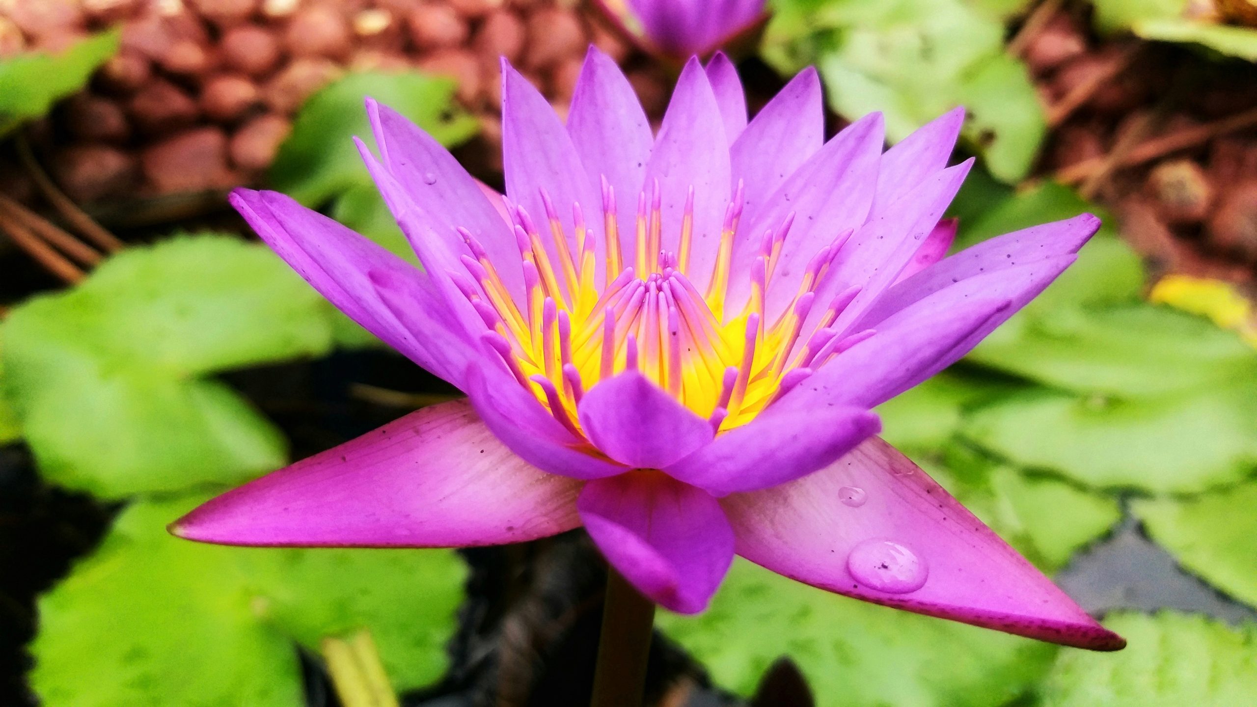 A lotus in a pond