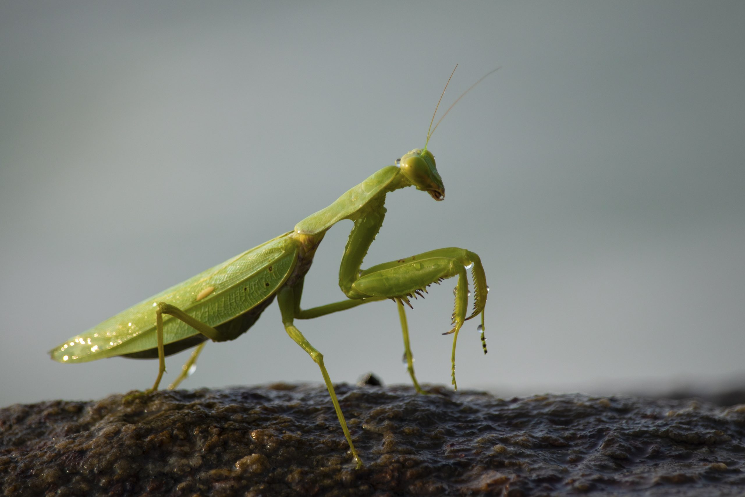 A mantis on surface