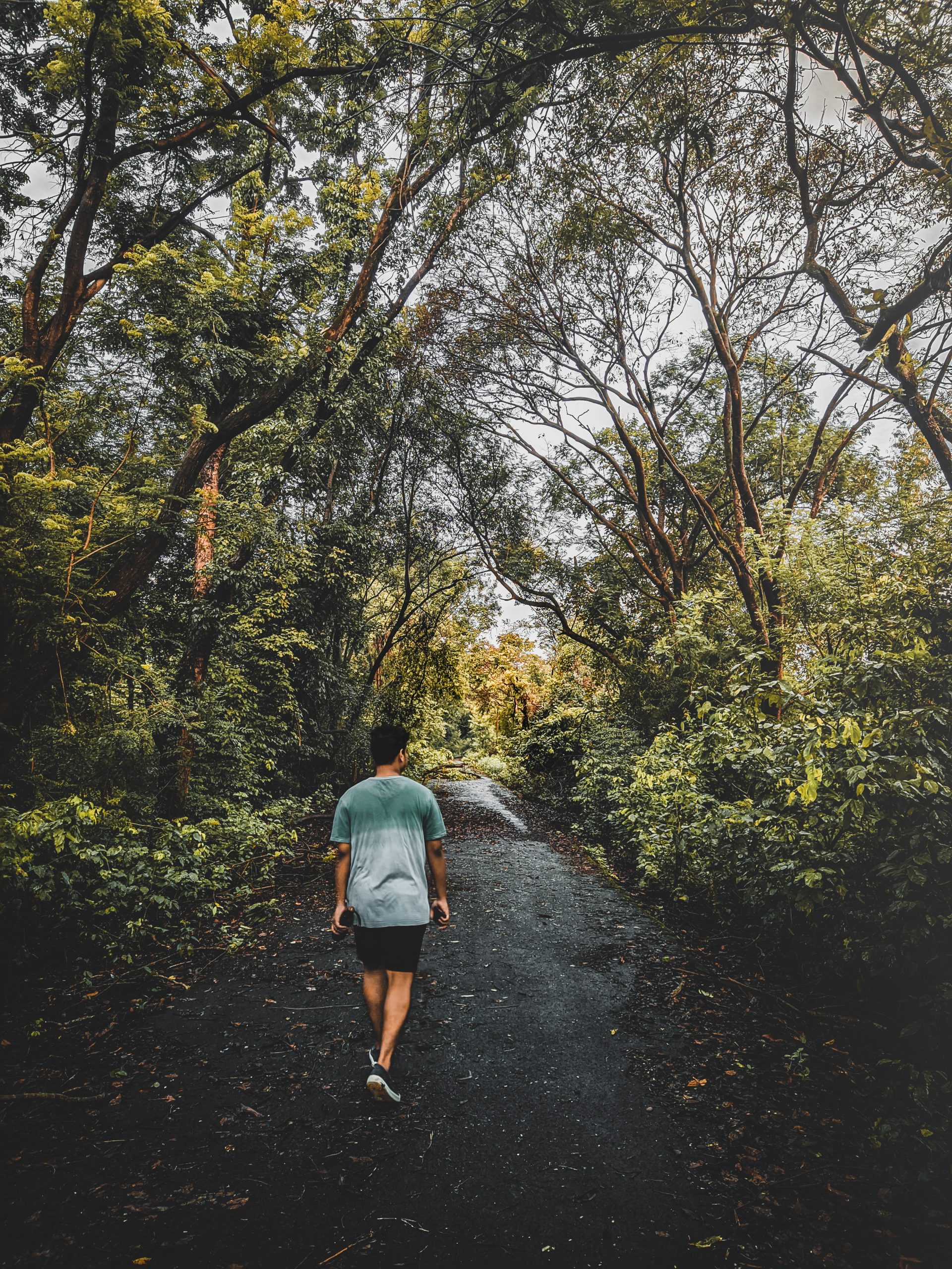 A morning walk through jungle