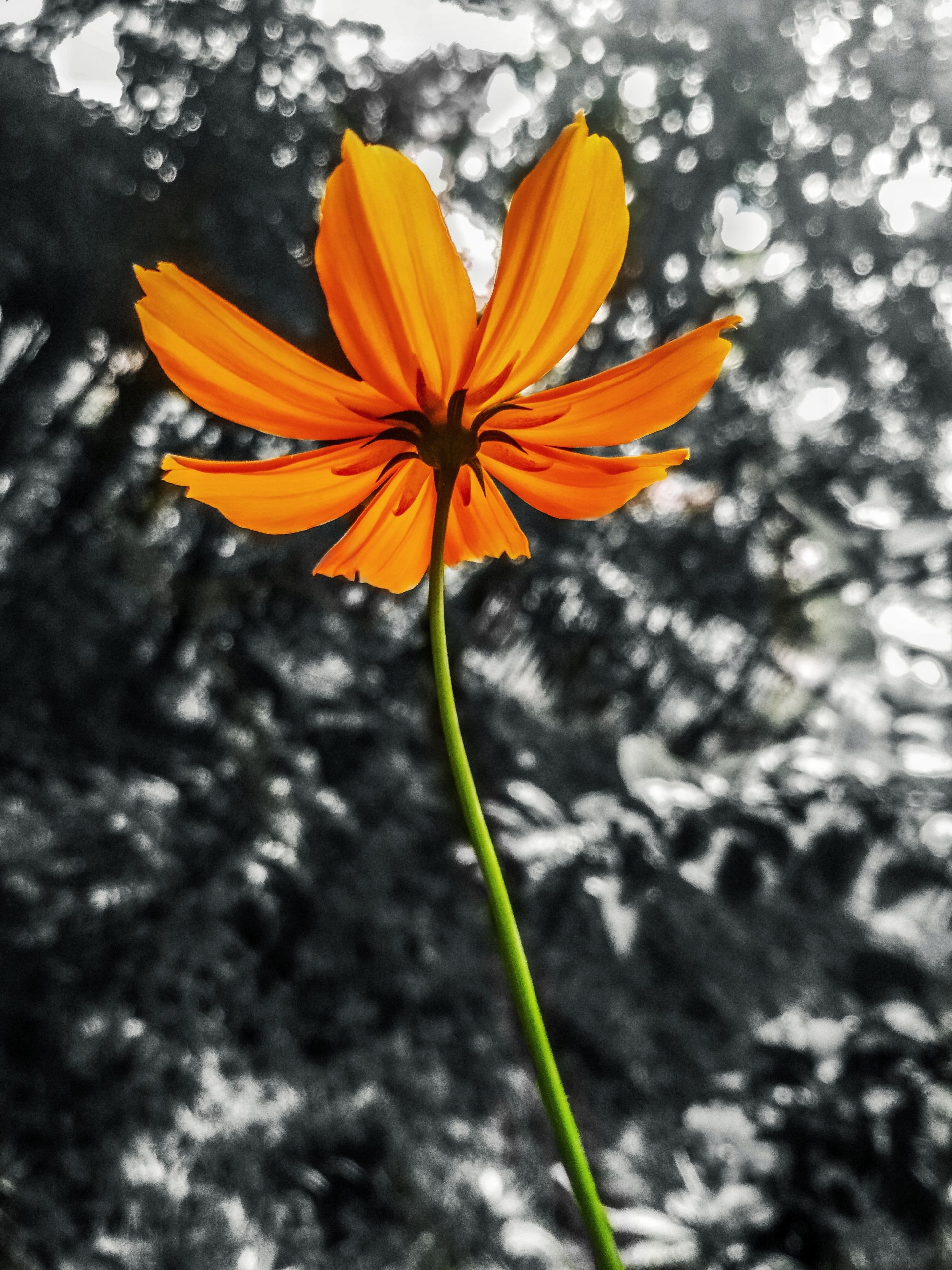 A orange flower
