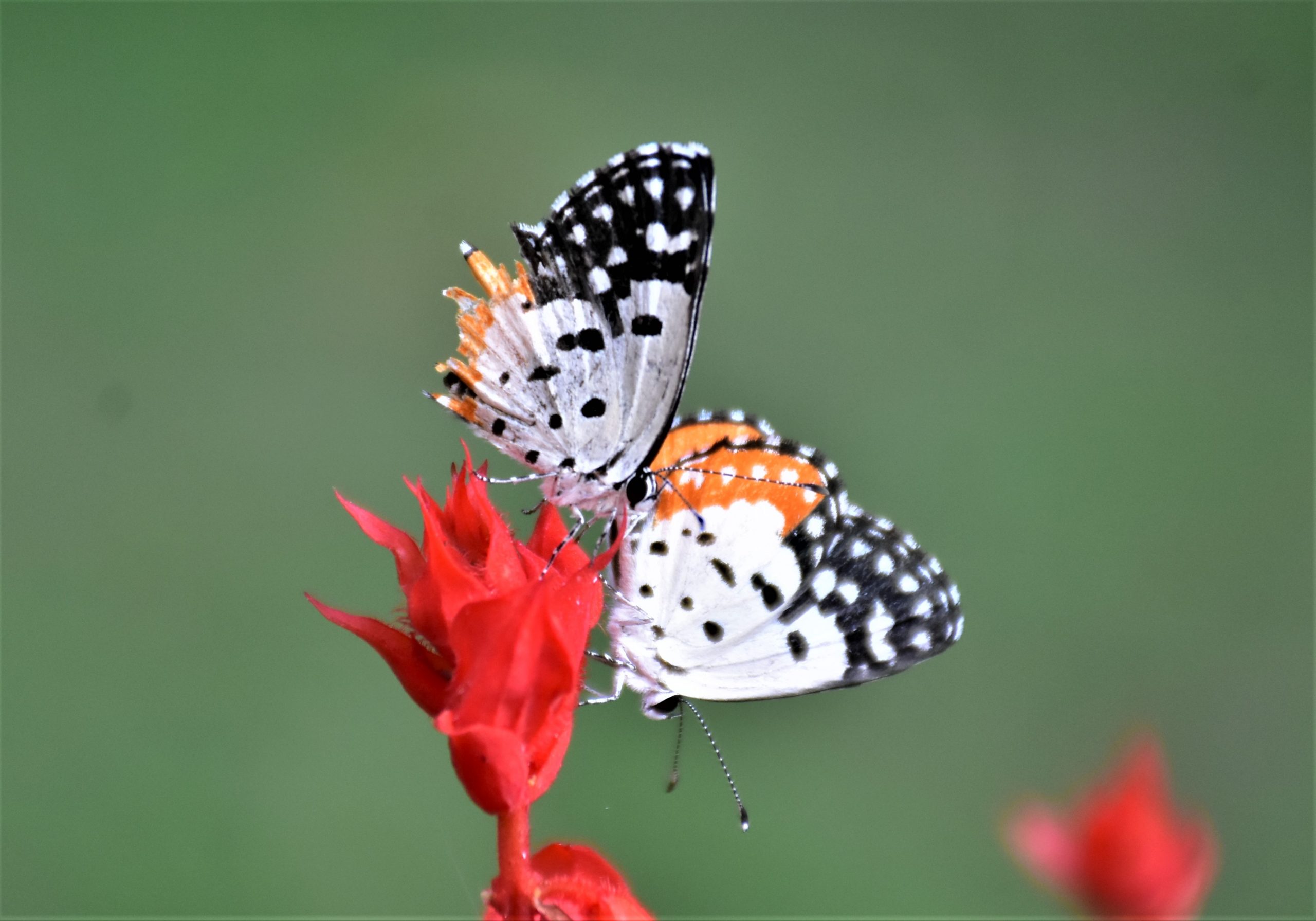 Two butterflies