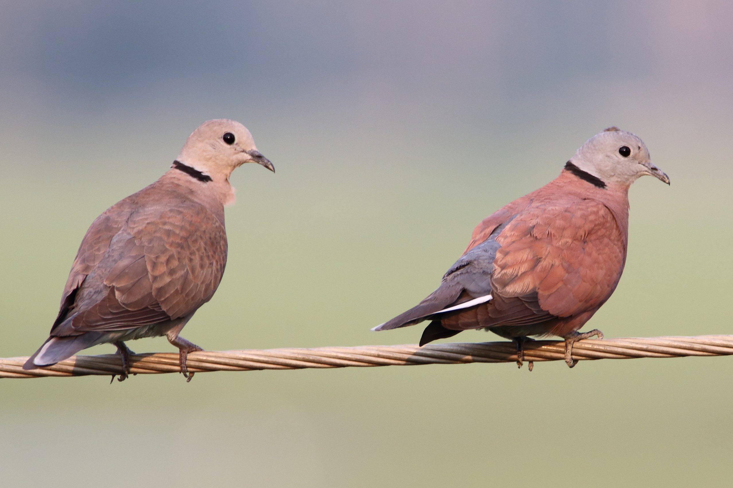 A pair of doves