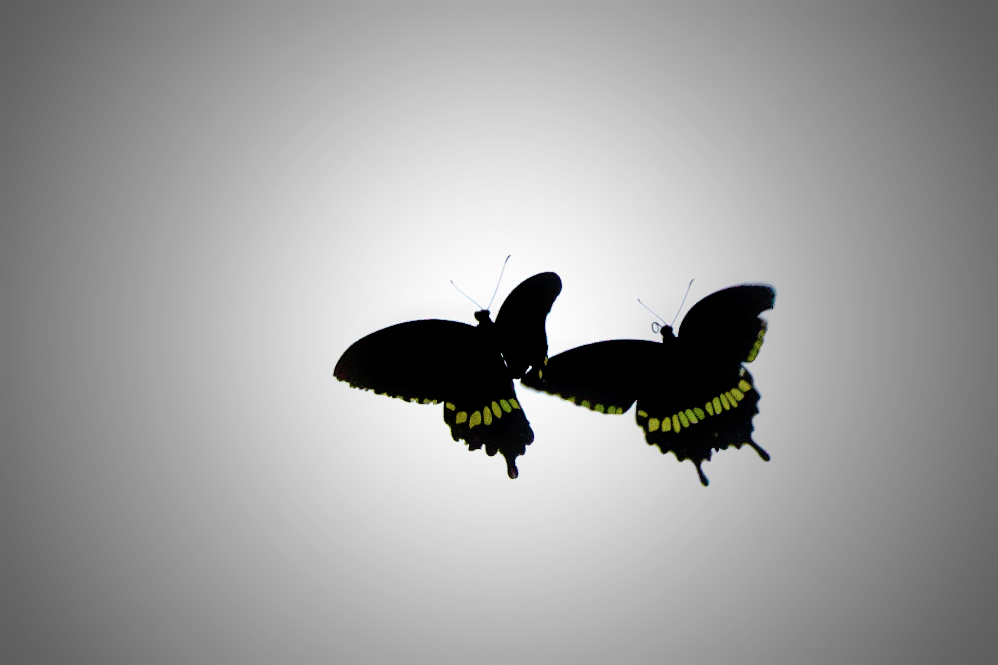 A pair of flying butterflies