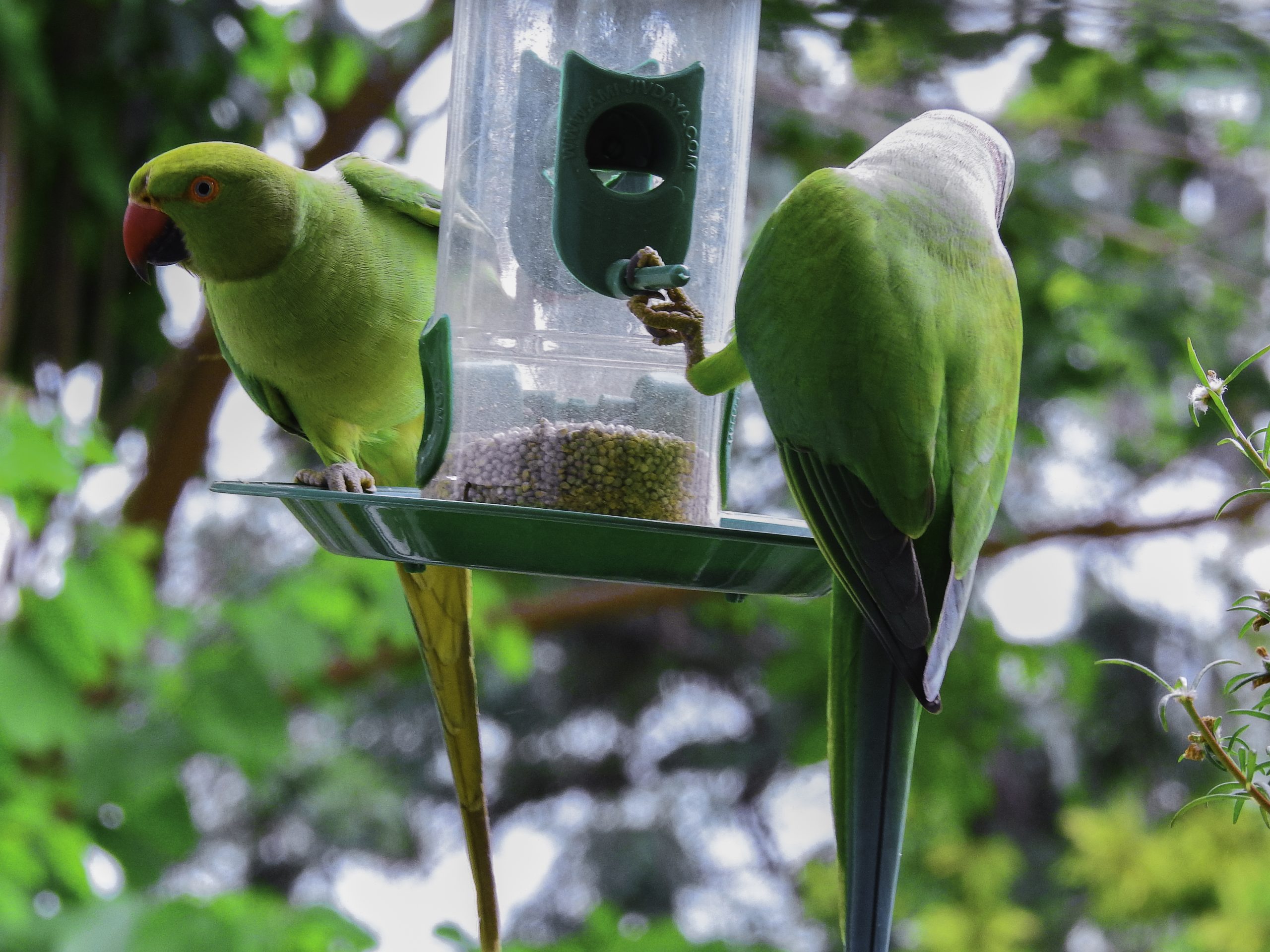A pair of parrots on a feeder