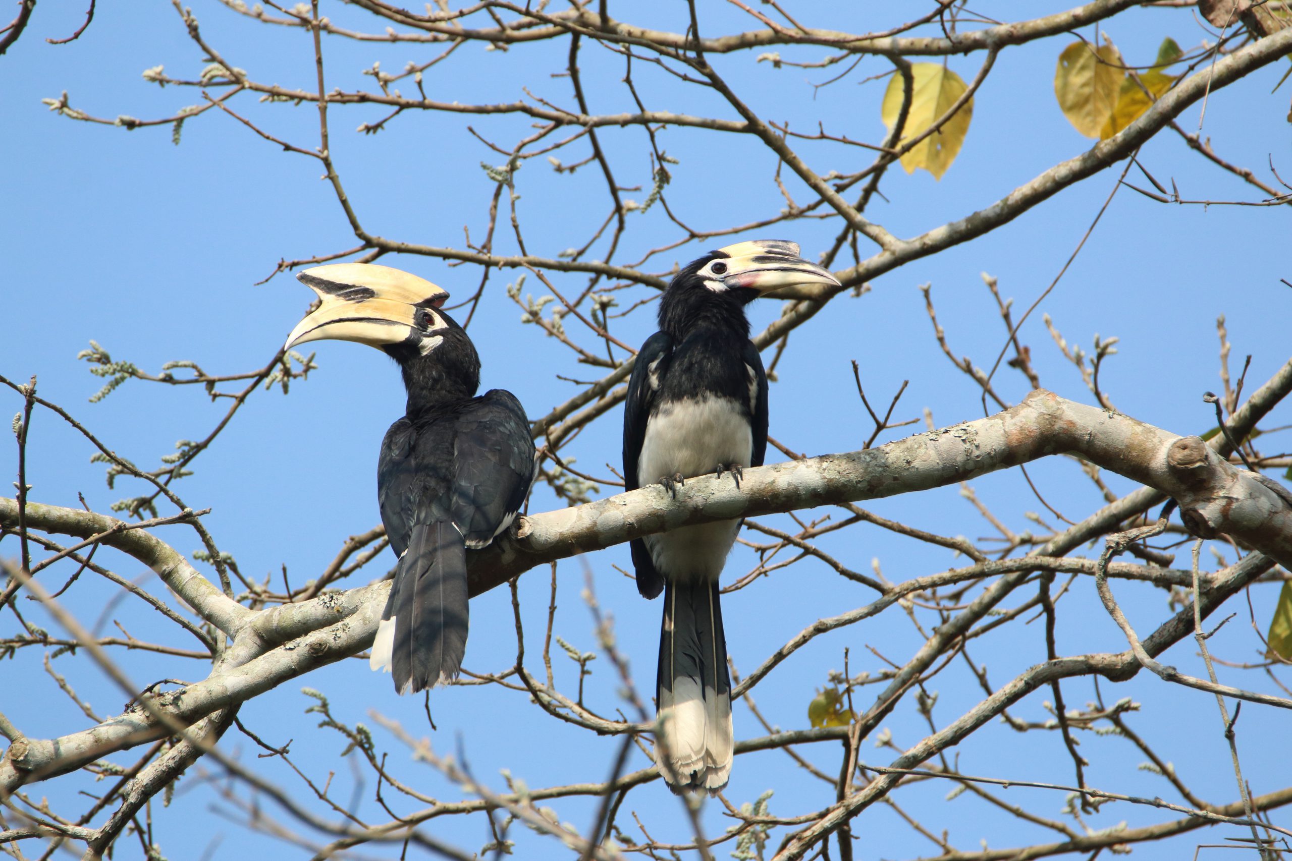 A pair of pied hornbills