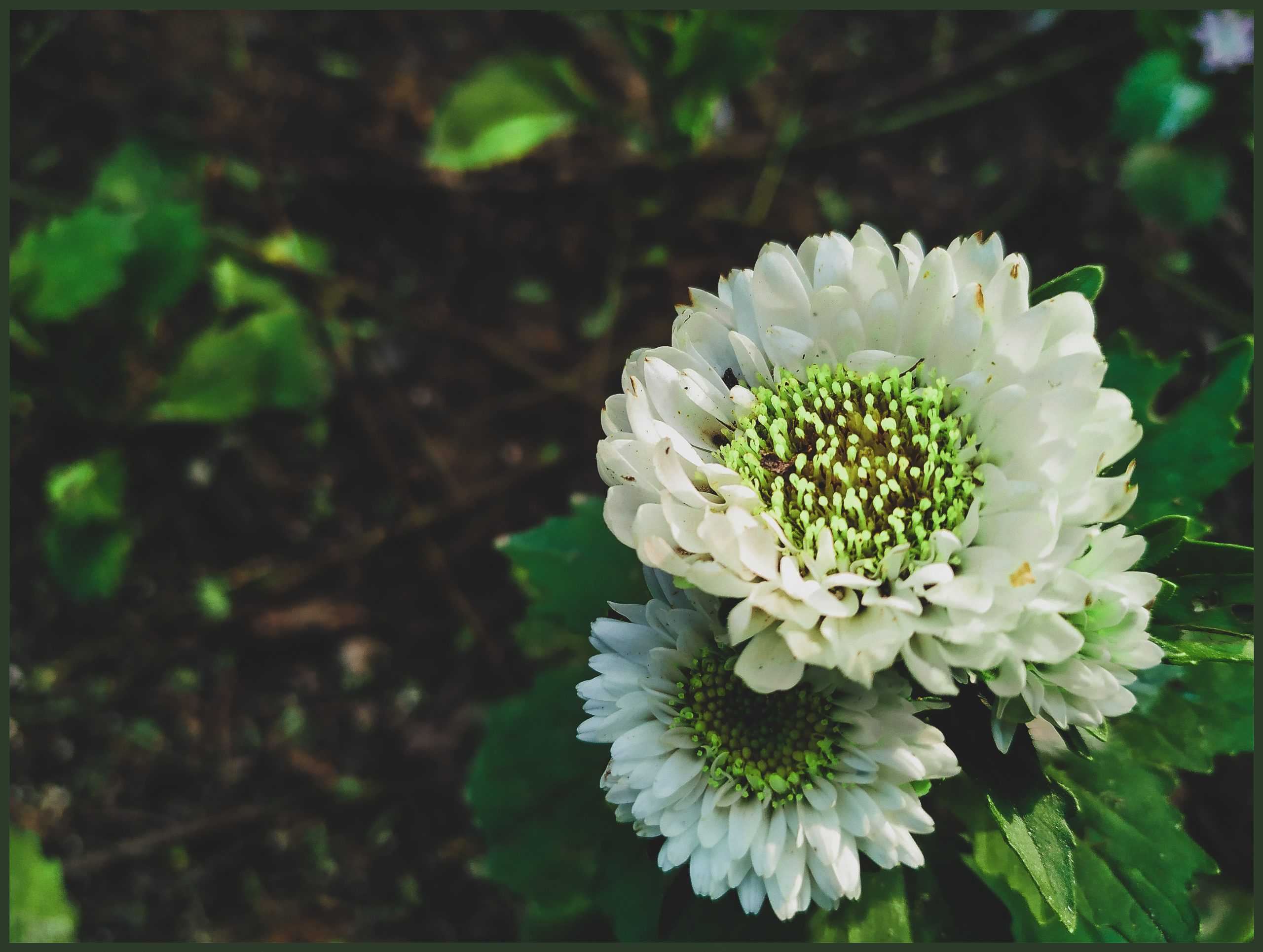 A pair of white flowers